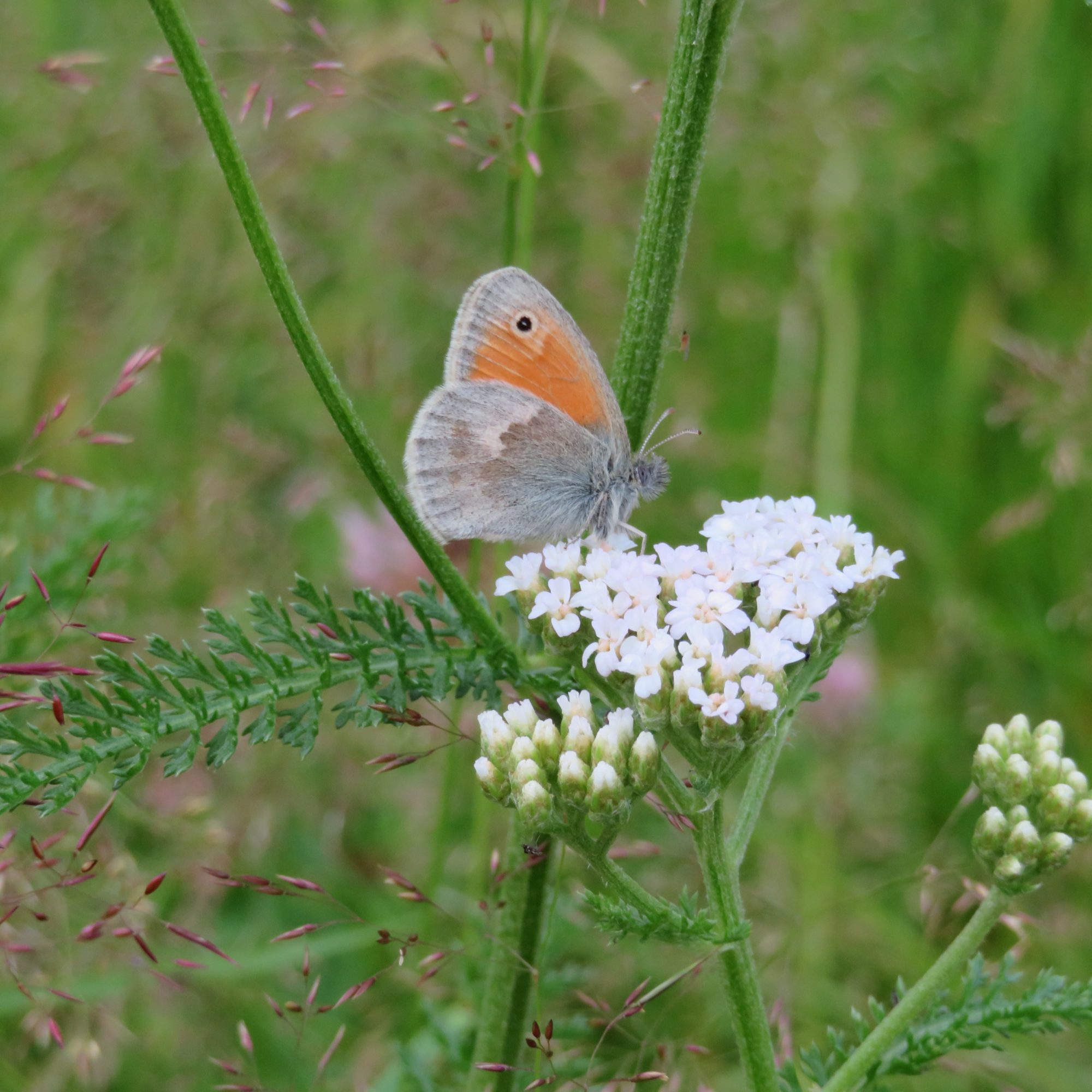 Valokuvaaja: Mari Ahtola