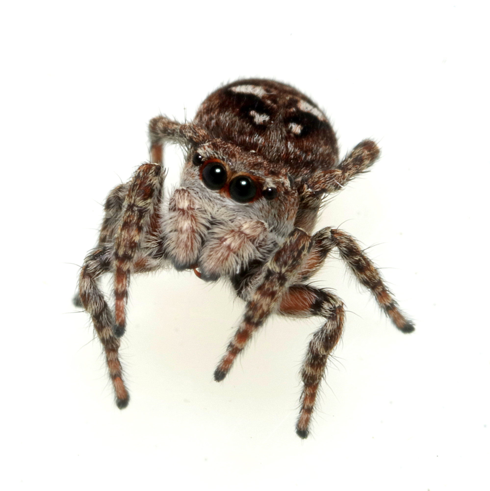 Valokuvaaja: Hannu. Rasiranta Valokuvaaja: Hannu. Rasiranta