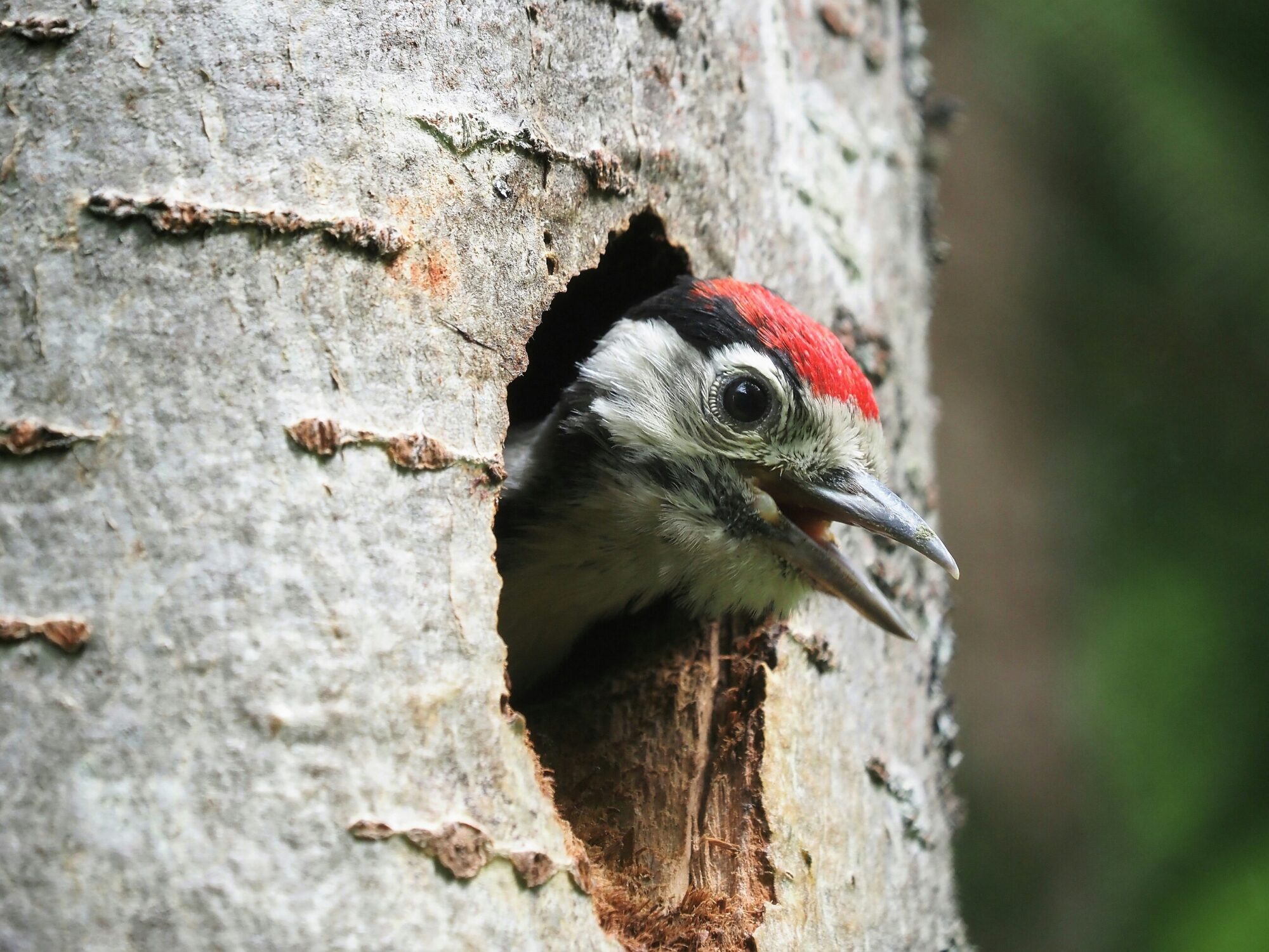 Valokuvaaja: Mikkola Irma