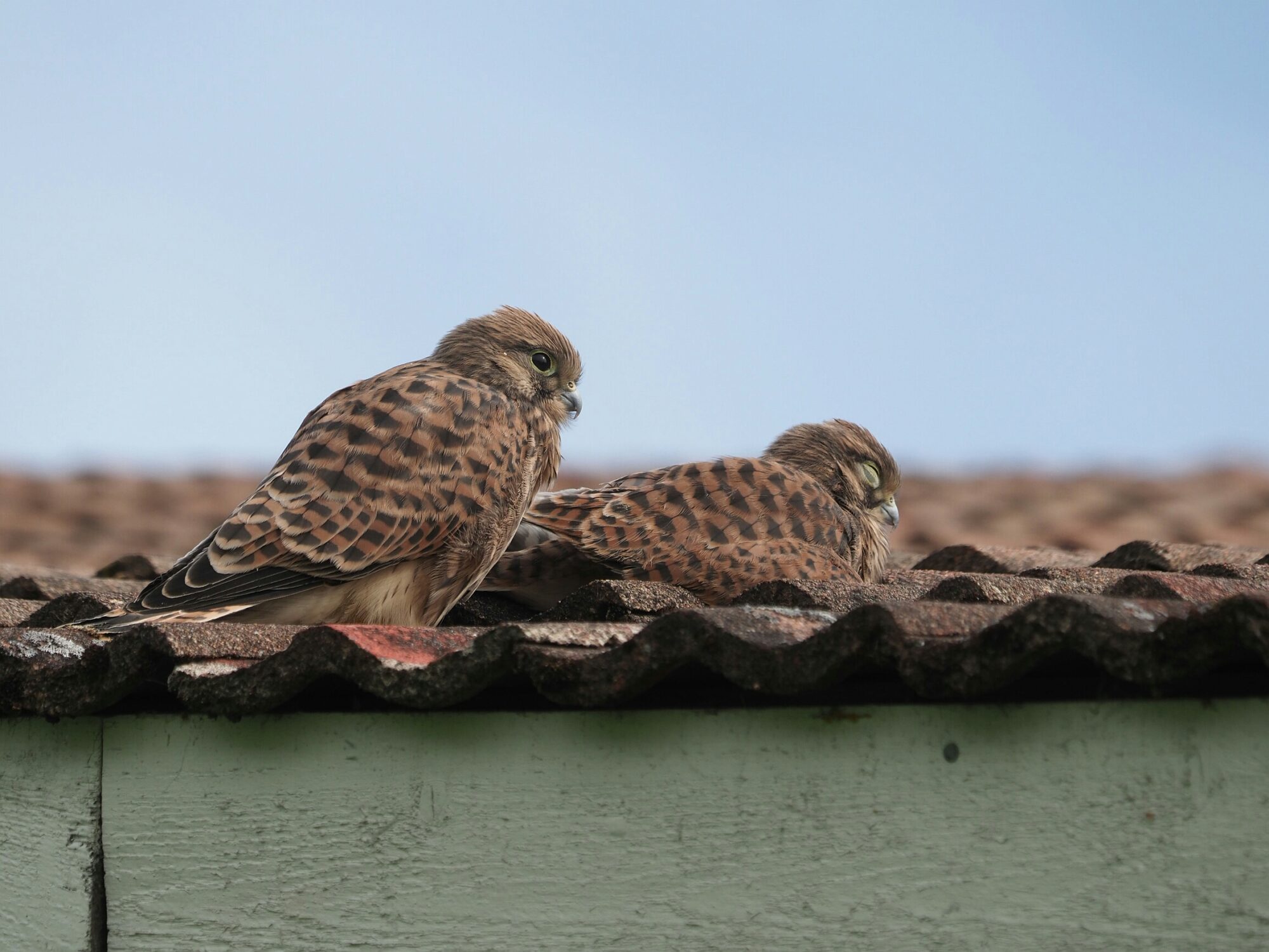 Valokuvaaja: Mikkola Irma