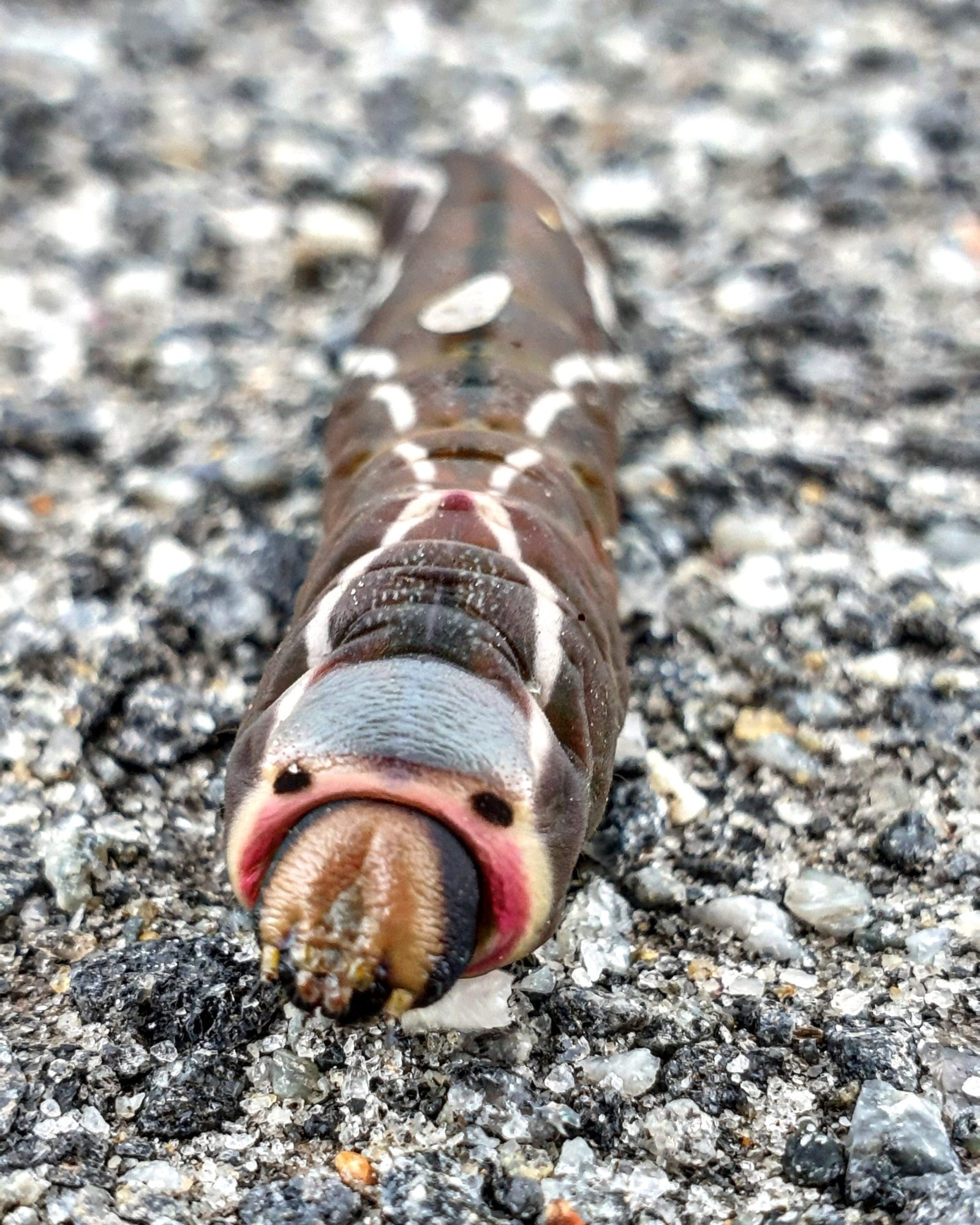 Valokuvaaja: Arto Nykänen