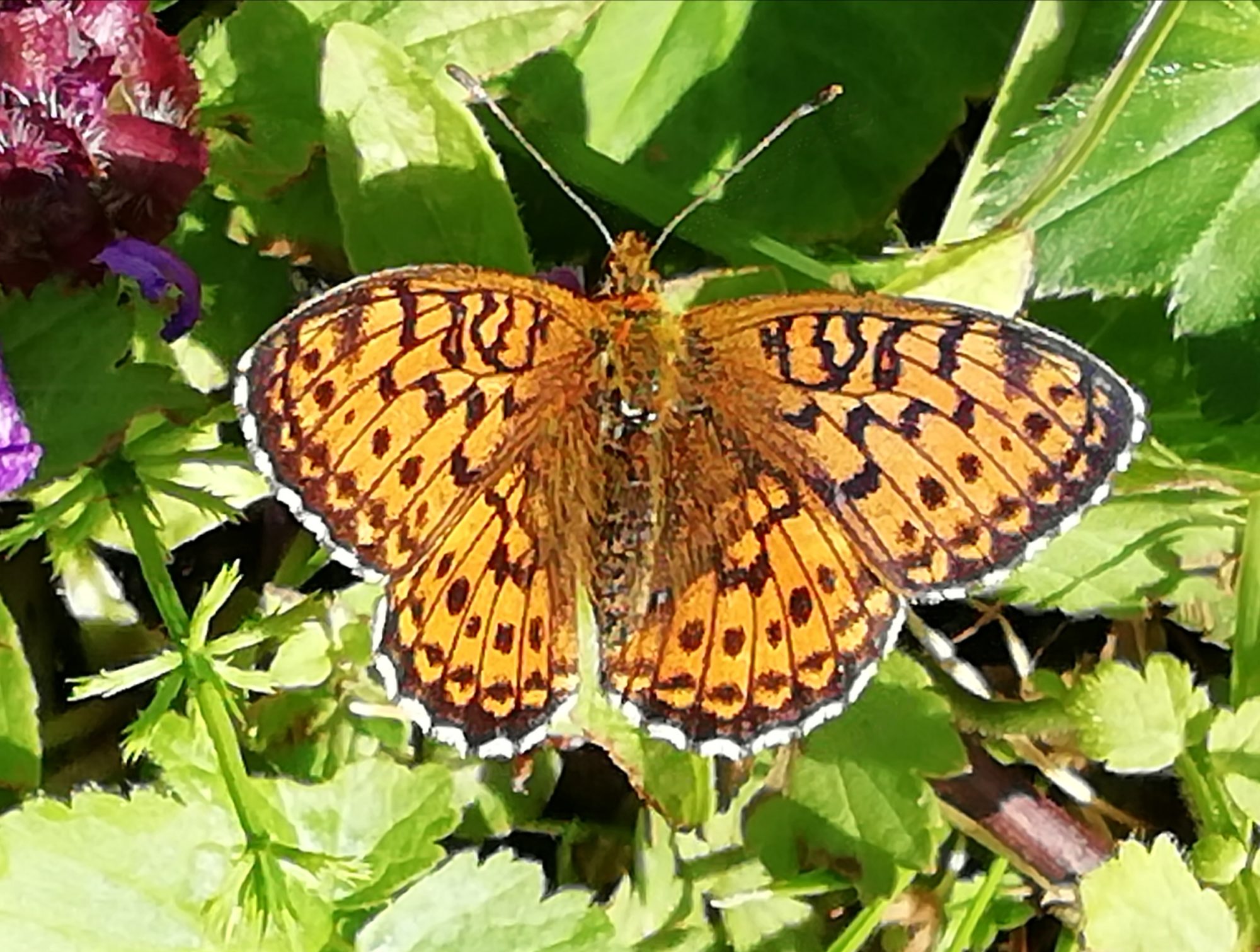 Valokuvaaja: Sari Viemerö