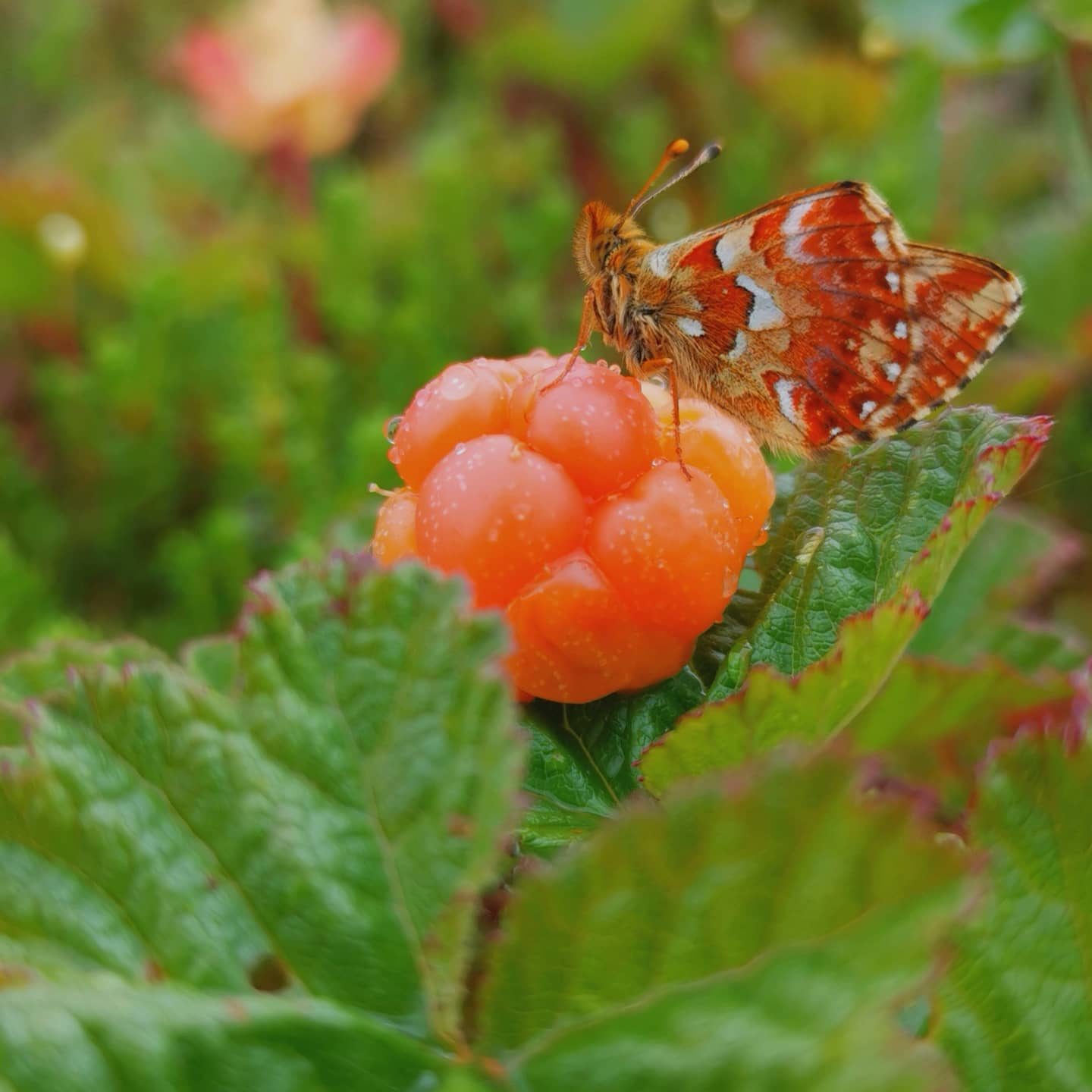 Valokuvaaja: Erja Mustaniemi-Ketola