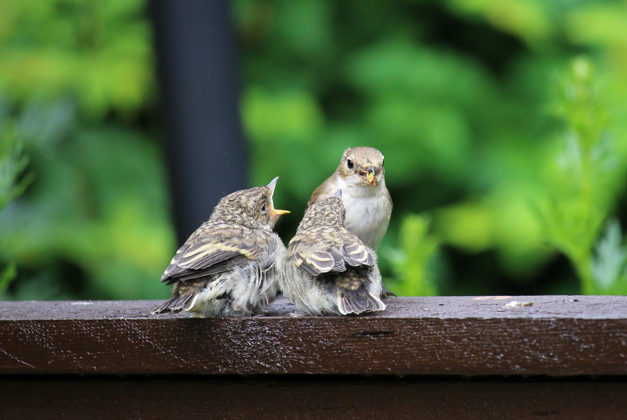 Valokuvaaja: Kirsi-Marja Joenpolvi