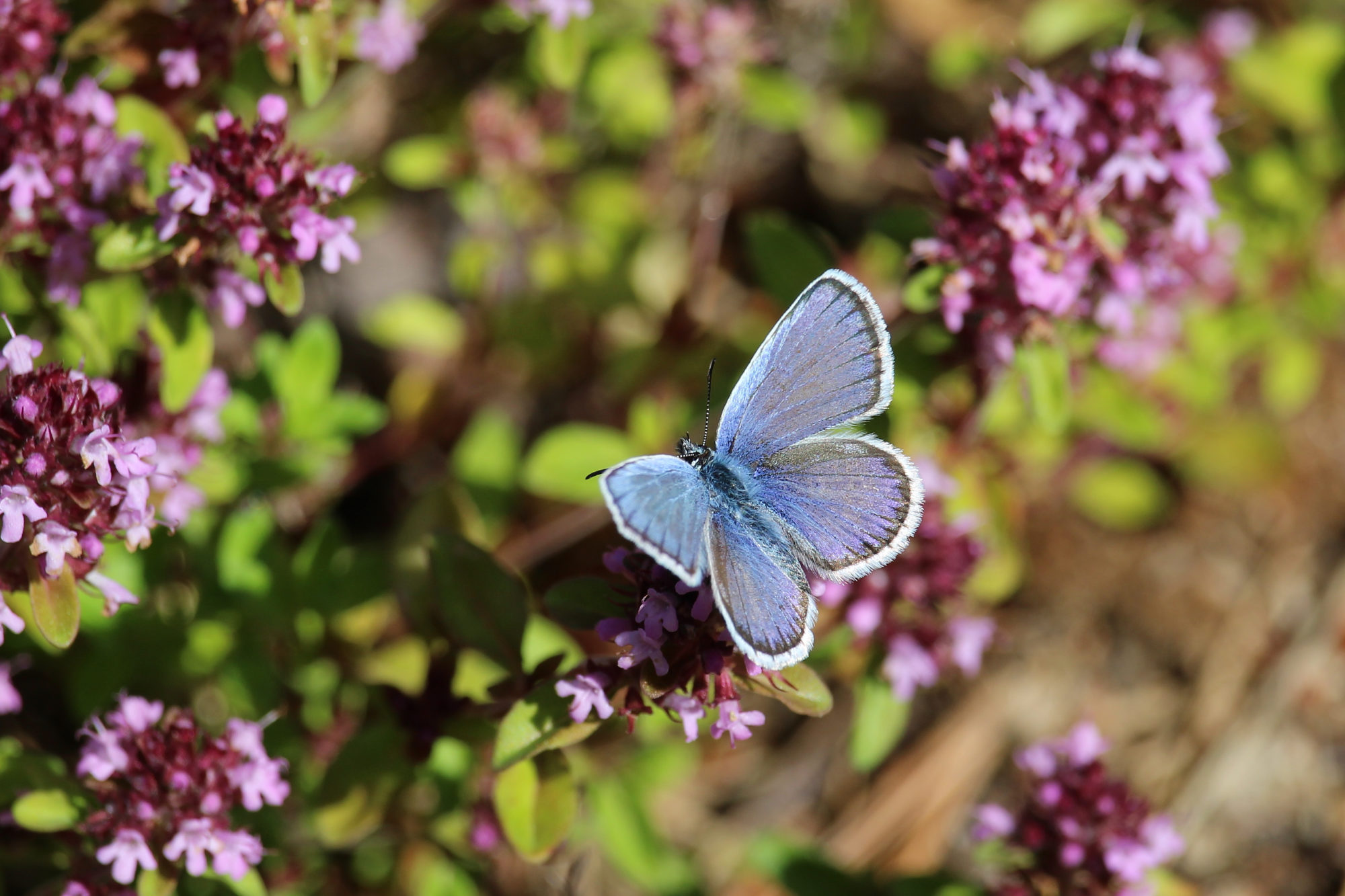 Valokuvaaja: Kirsi-Marja Joenpolvi