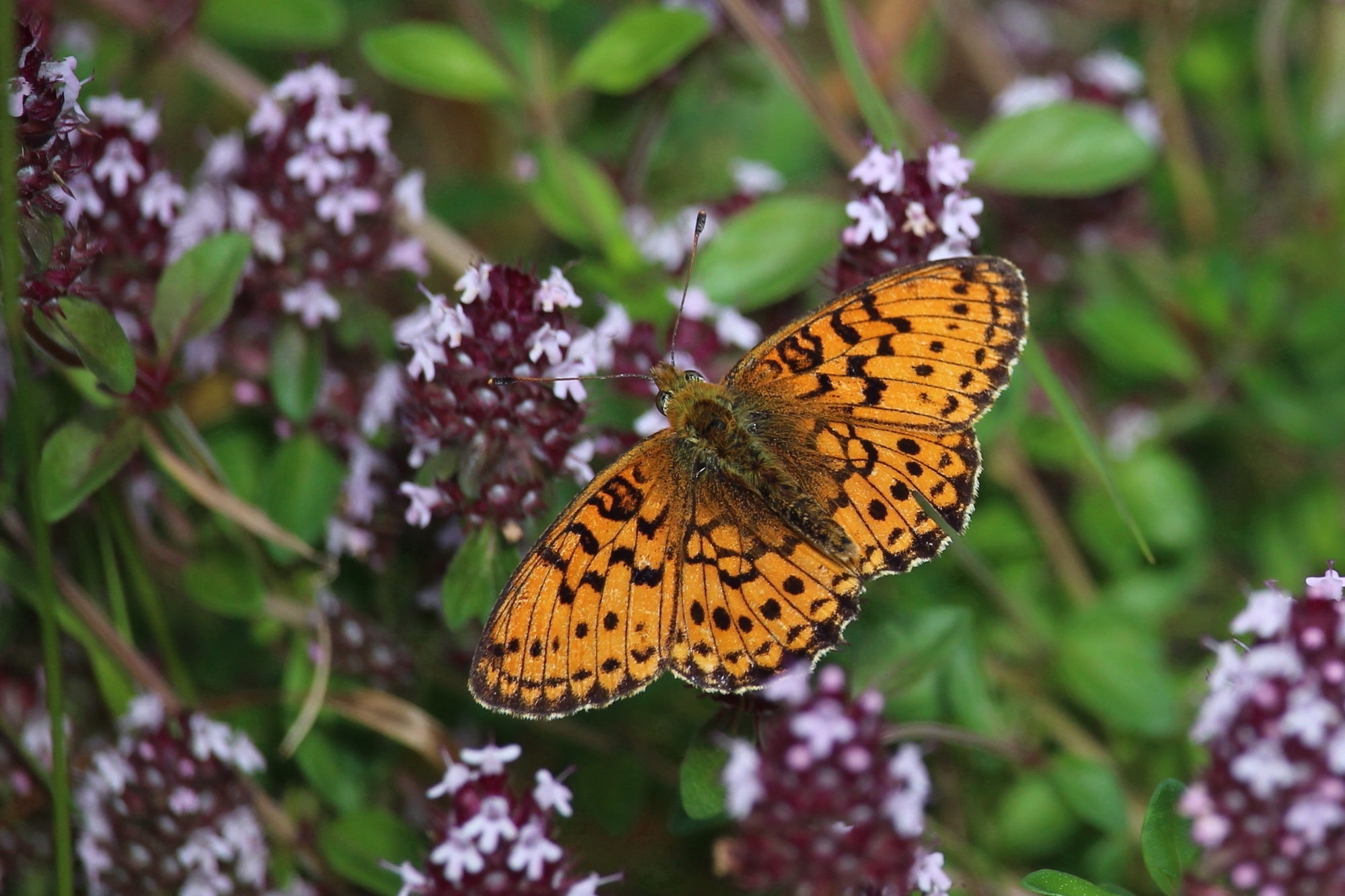 Valokuvaaja: Kirsi-Marja Joenpolvi