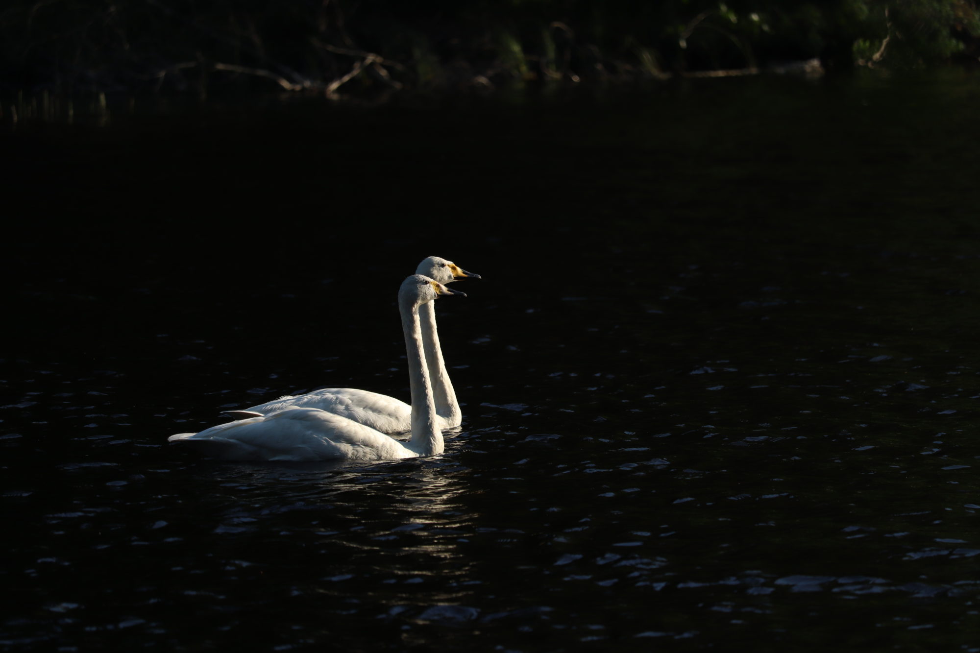 Valokuvaaja: Heini Talatto