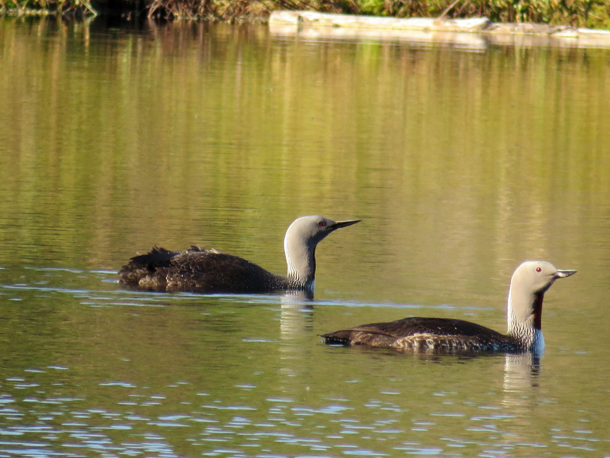 Valokuvaaja: Sirkka Ruotoistenmäki Valokuvaaja: Sirkka Ruotoistenmäki