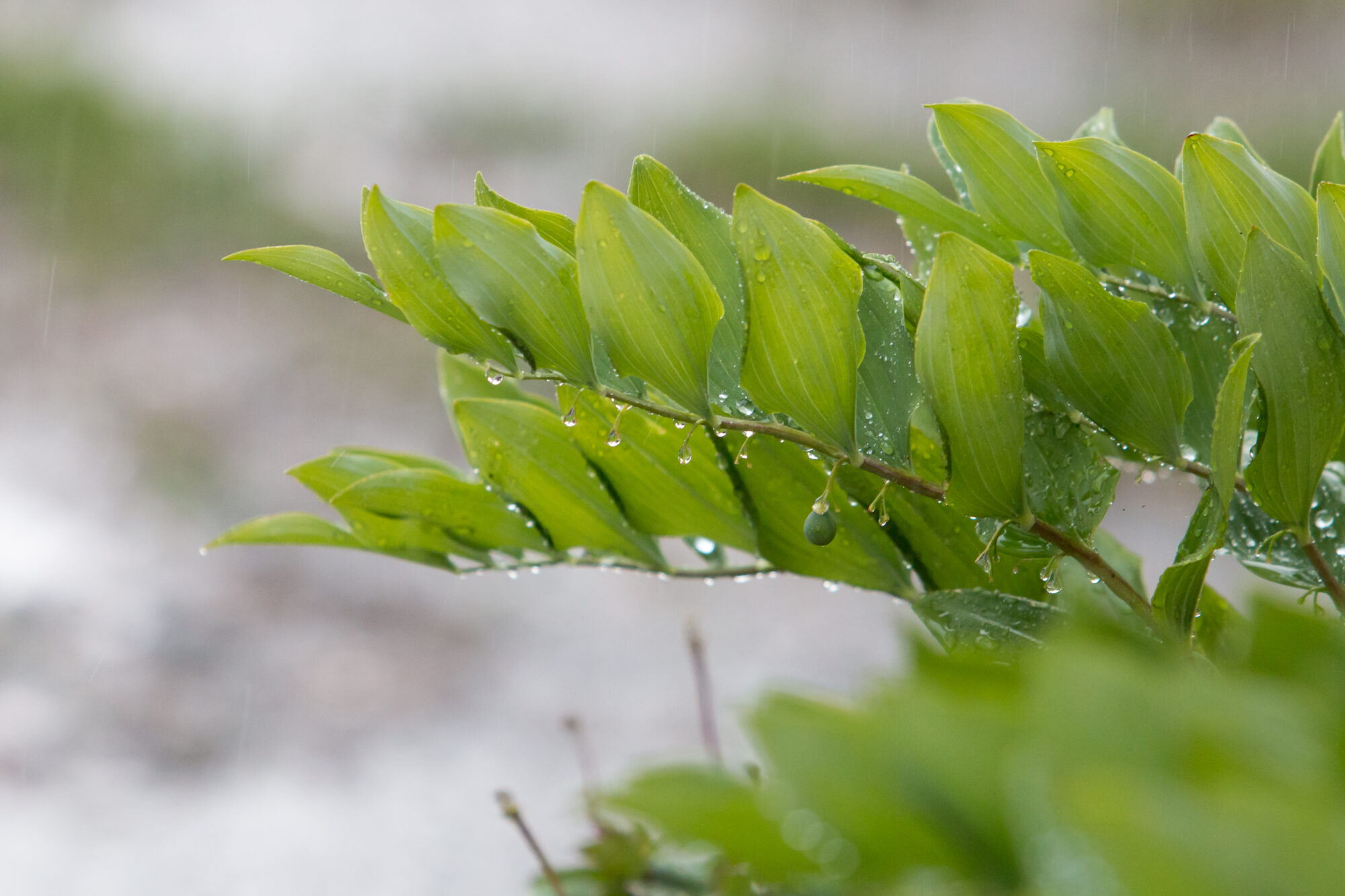 Valokuvaaja: Teija Järvenpää Valokuvaaja: Teija Järvenpää