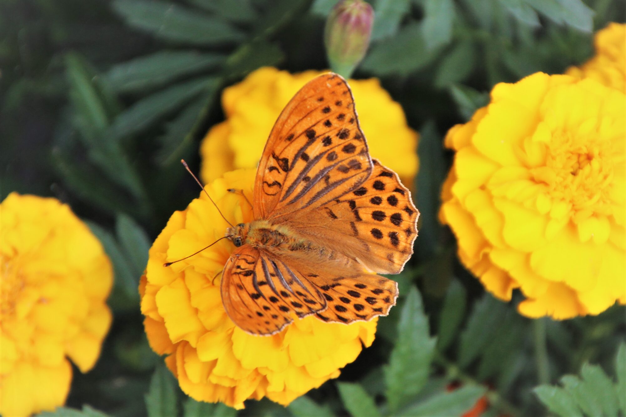 Valokuvaaja: Tiina Laihanen