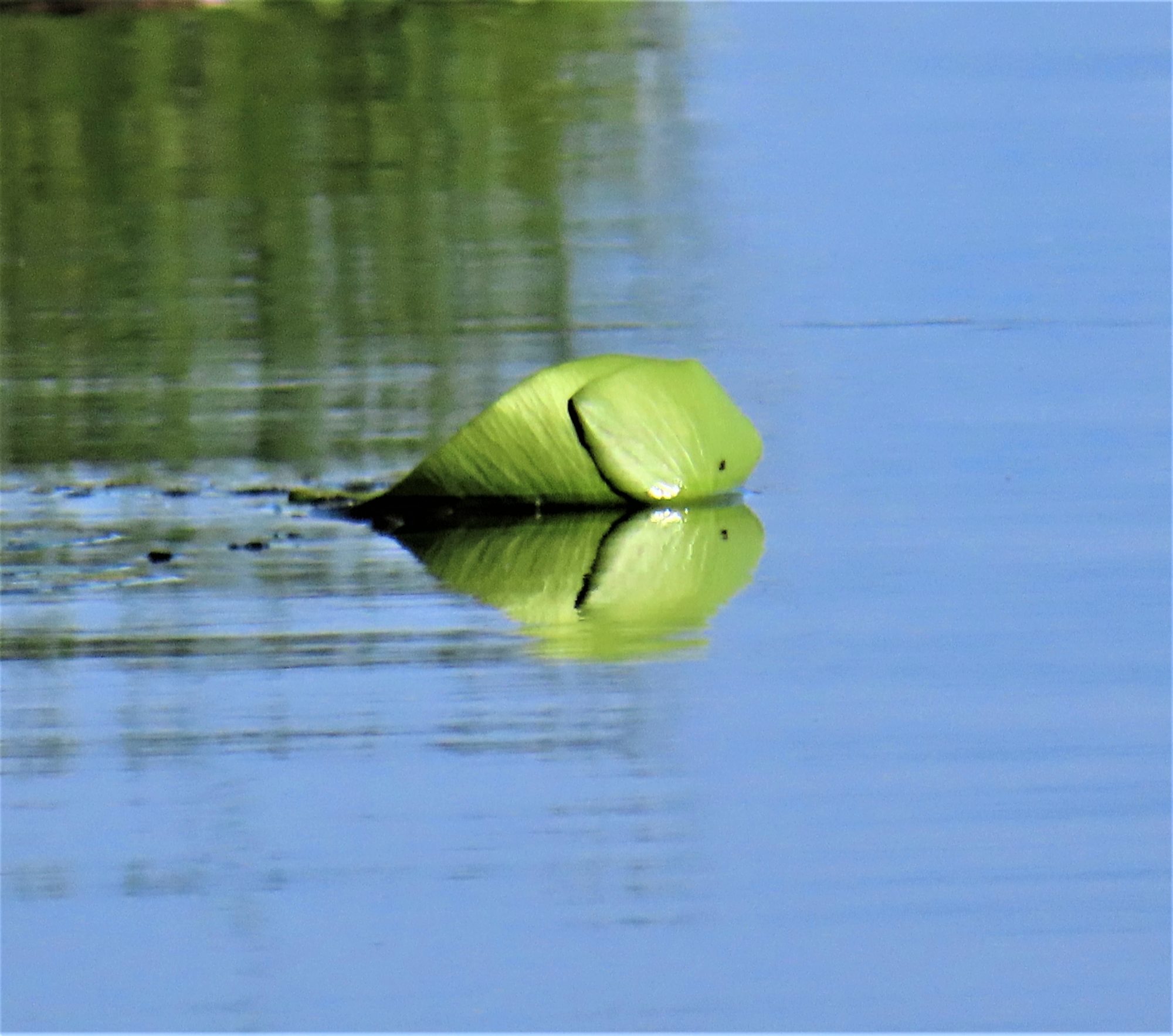 Valokuvaaja: Birgit Silvennoinen