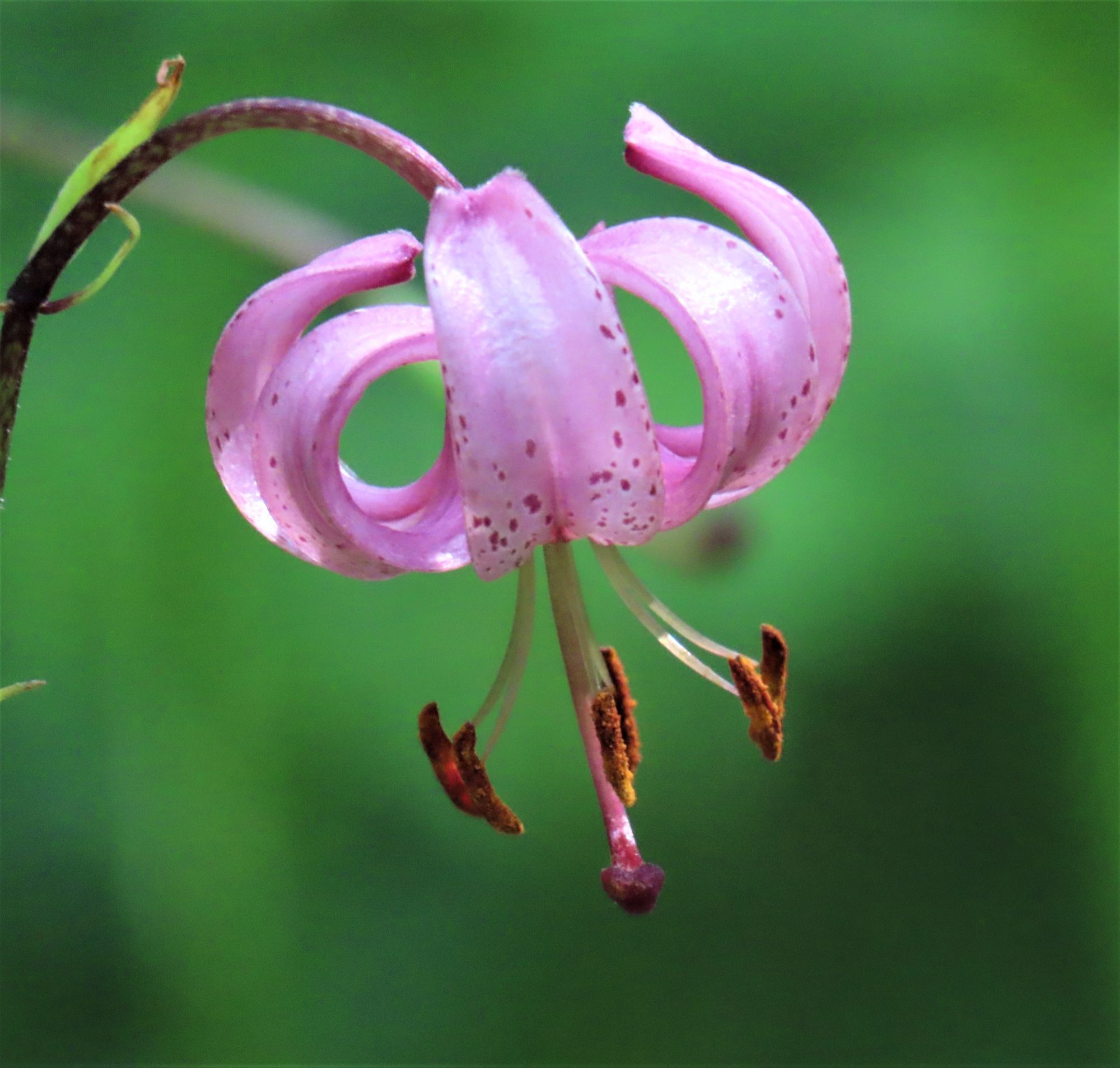 Valokuvaaja: Birgit Silvennoinen