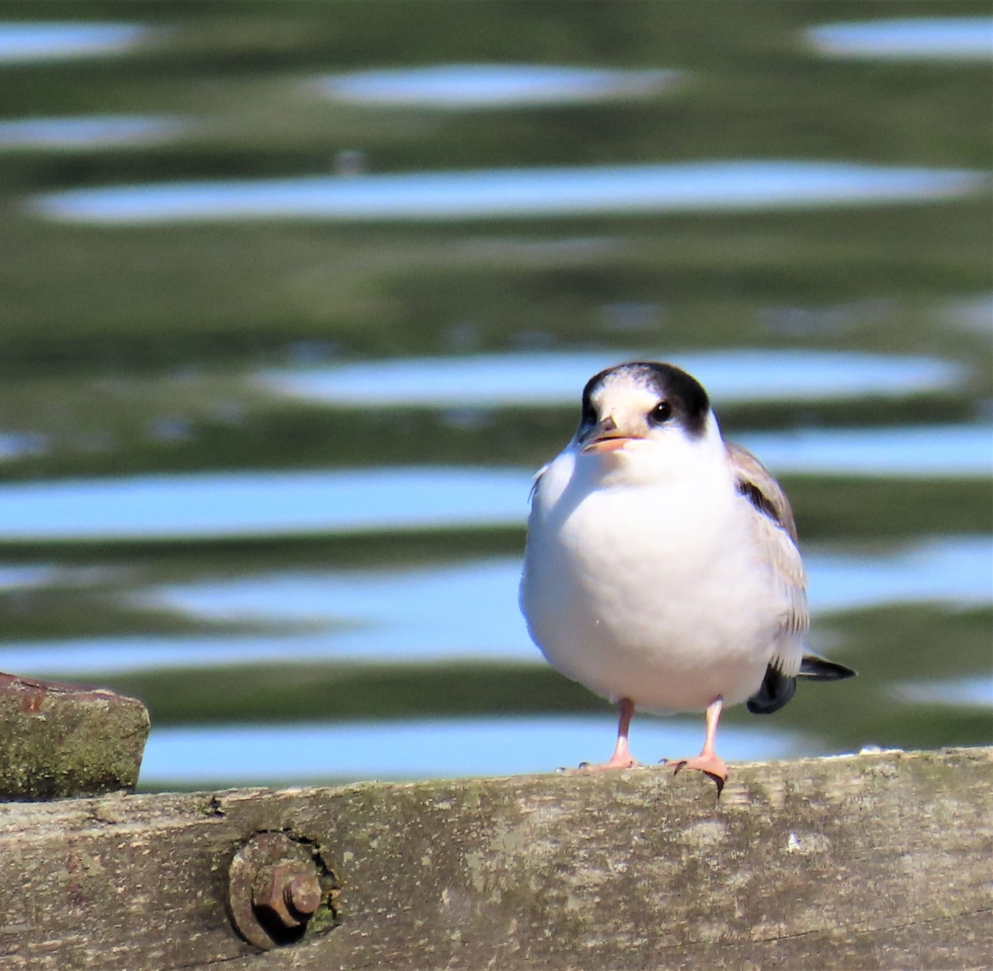 Valokuvaaja: Birgit Silvennoinen