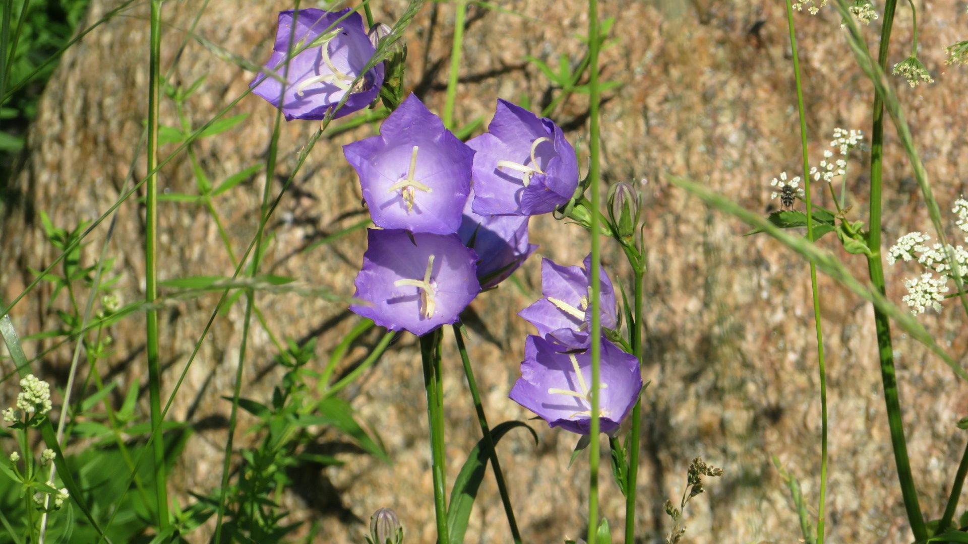 Valokuvaaja: Risto Kangassalo