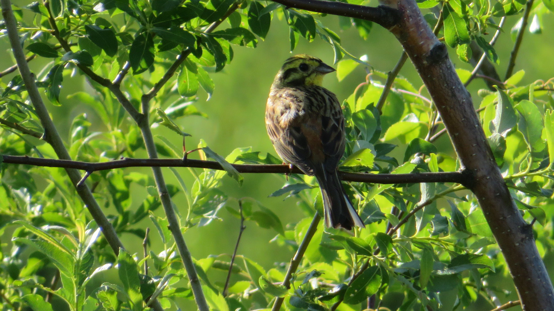 Valokuvaaja: Risto Kangassalo Valokuvaaja: Risto Kangassalo