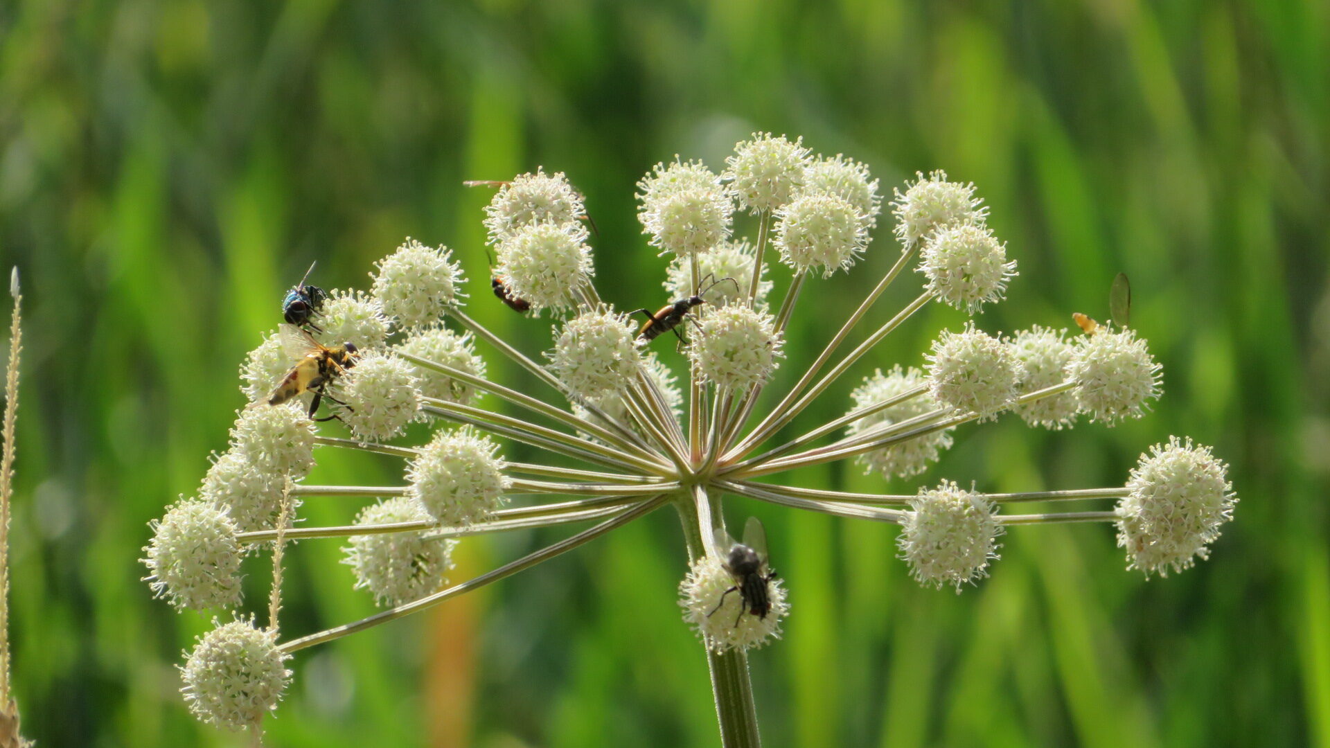 Valokuvaaja: Risto Kangassalo