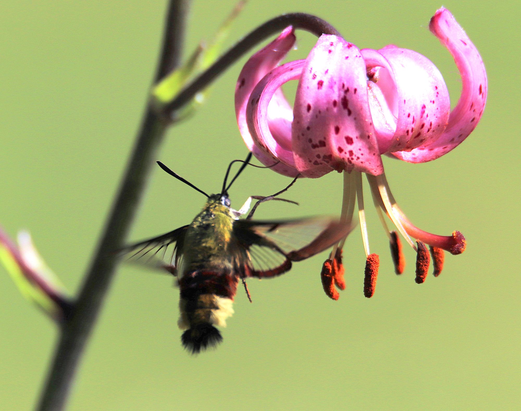 Valokuvaaja: Irja Lehtinen