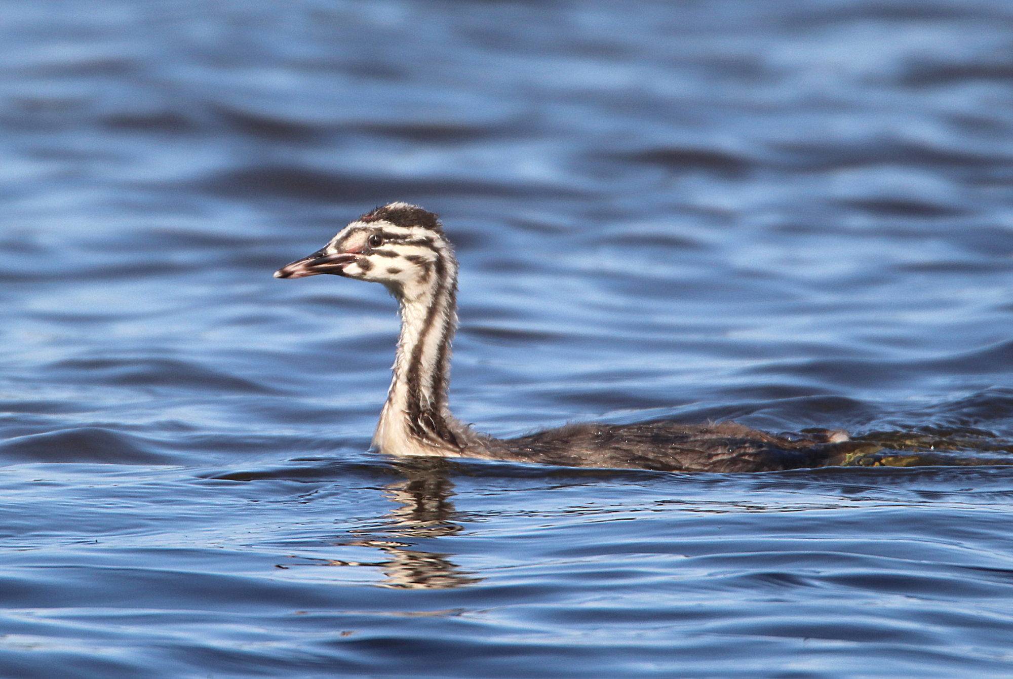 Valokuvaaja: Irja Lehtinen