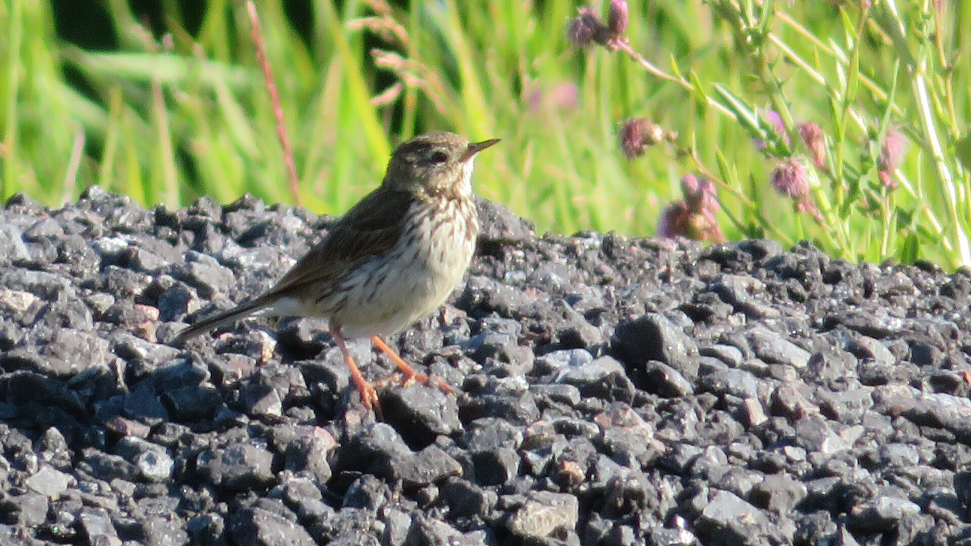 Valokuvaaja: Risto Kangassalo