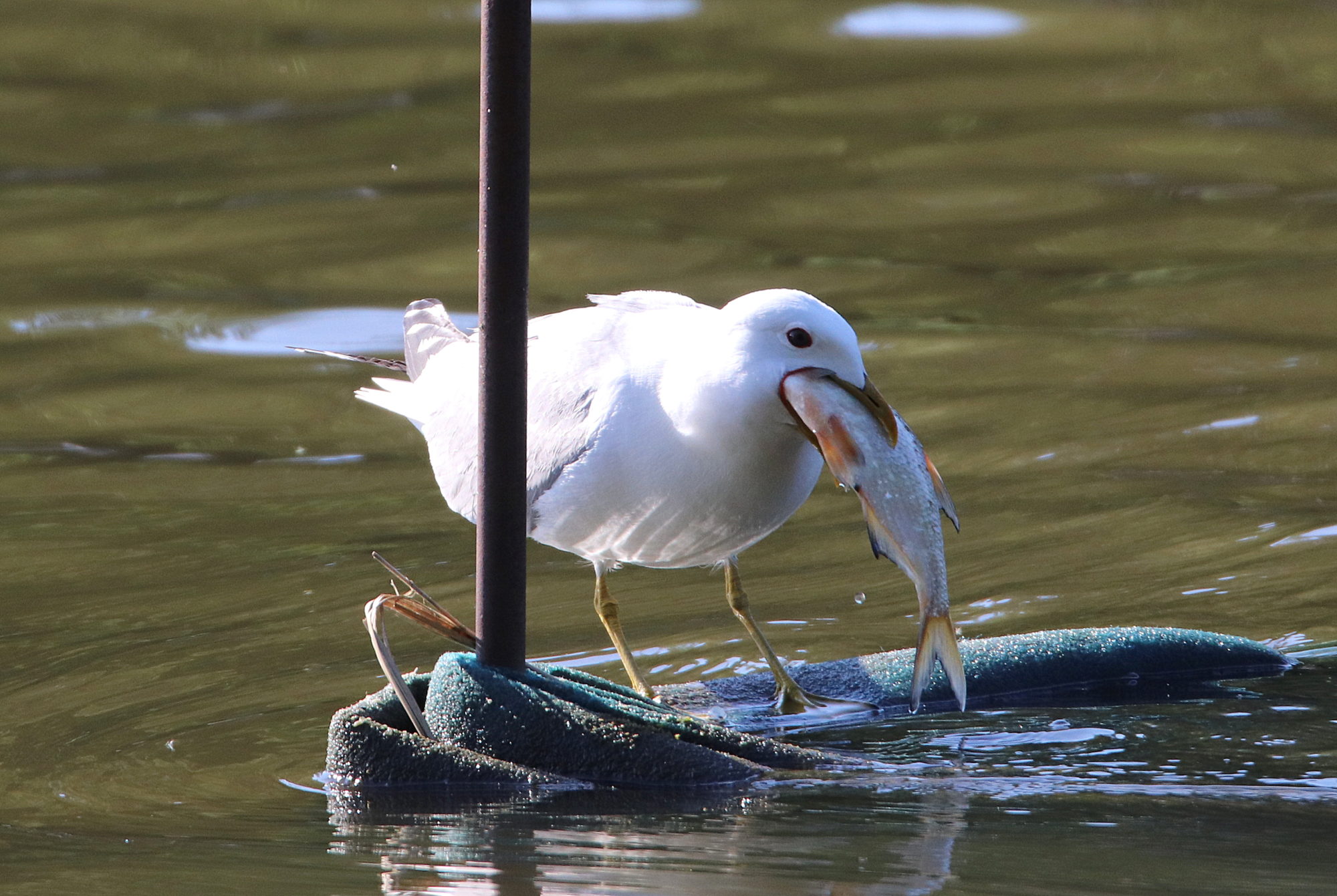 Valokuvaaja: Irja Lehtinen