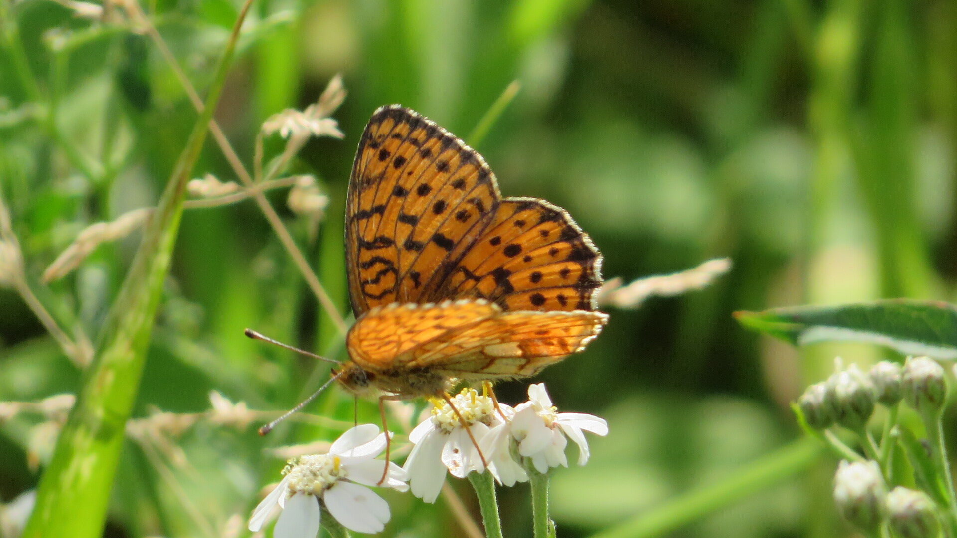 Valokuvaaja: Risto Kangassalo