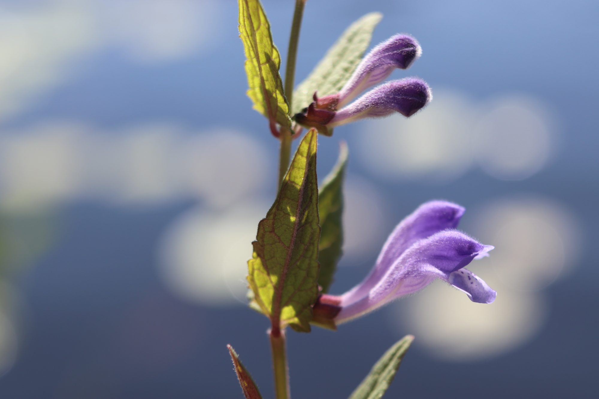 Valokuvaaja: Irja Lehtinen