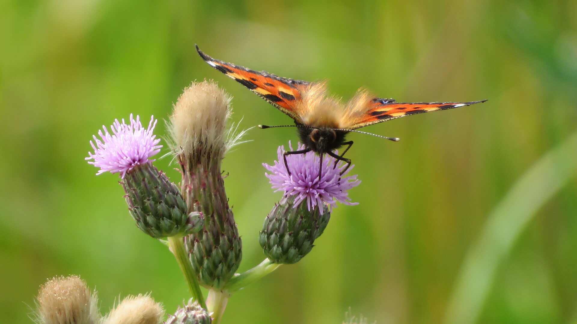 Valokuvaaja: Risto Kangassalo