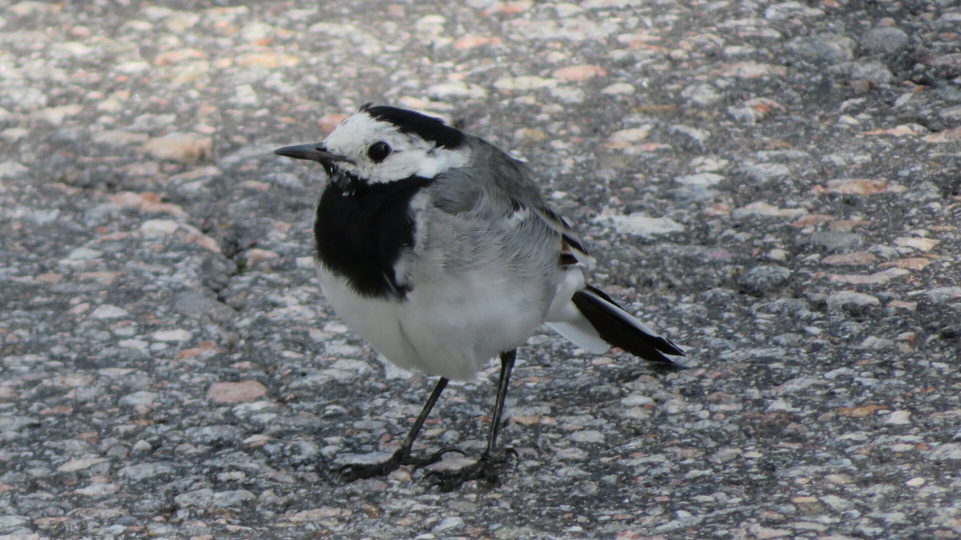 Valokuvaaja: Risto Kangassalo