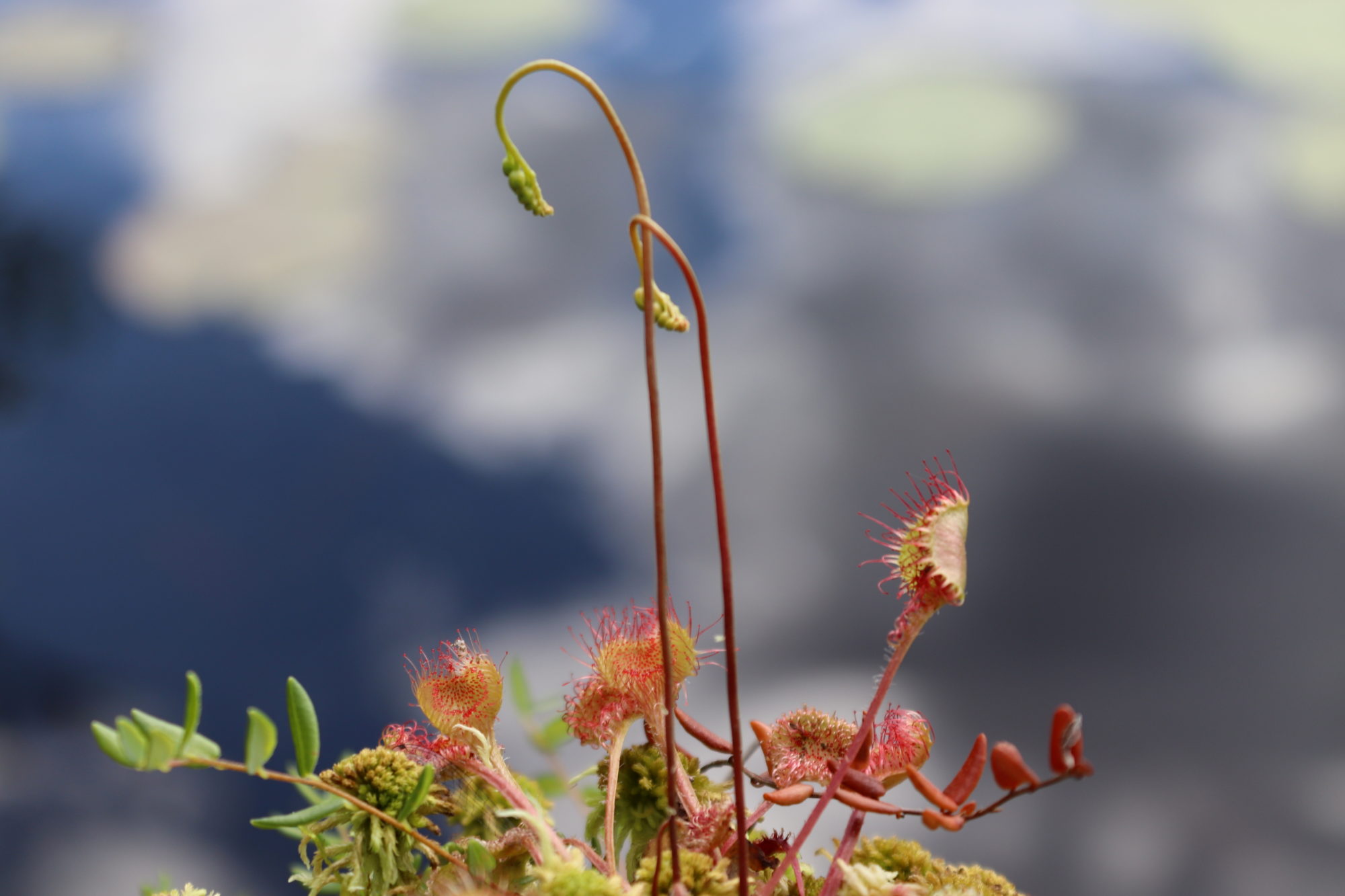 Valokuvaaja: Irja Lehtinen Valokuvaaja: Irja Lehtinen