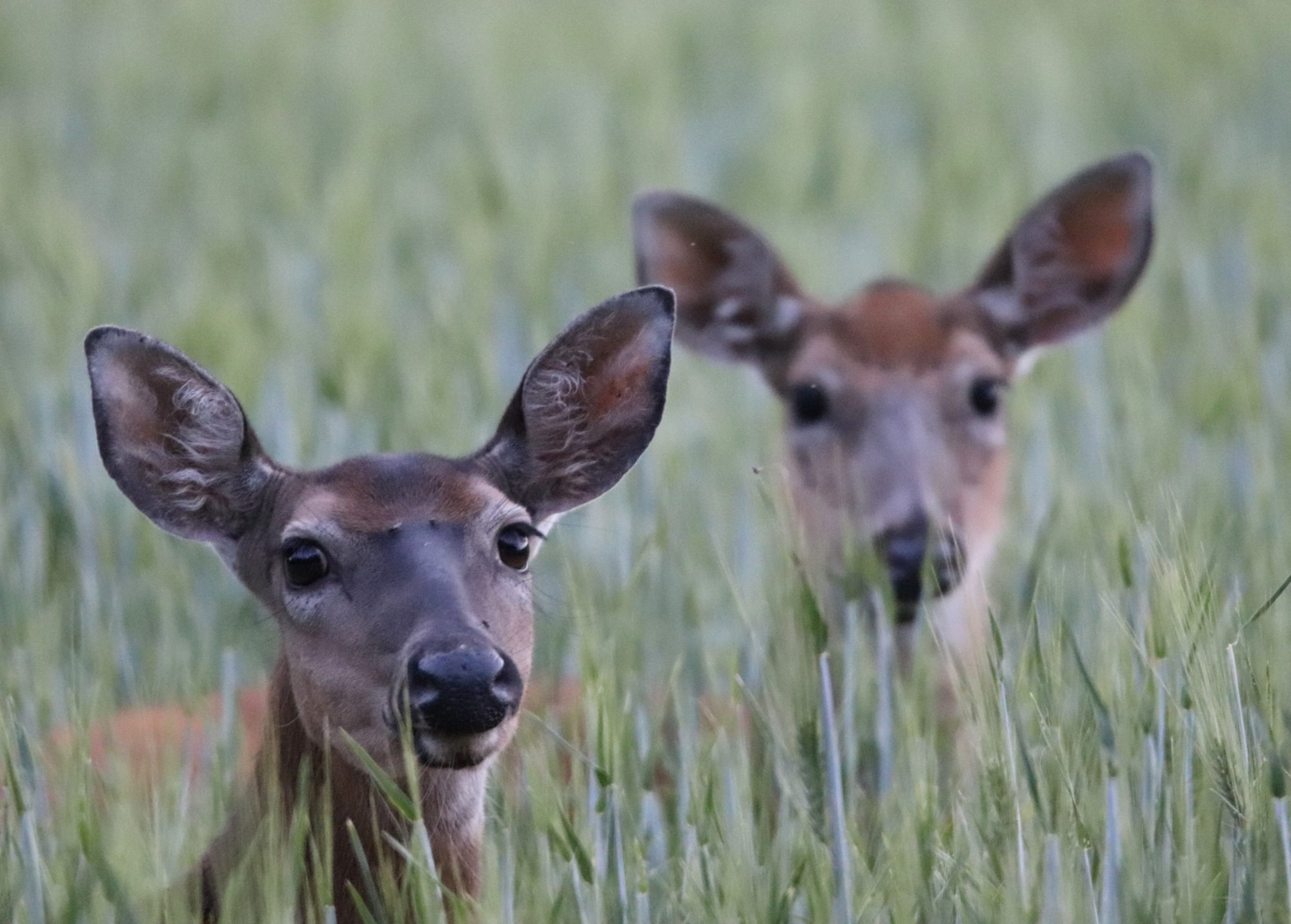 Valokuvaaja: Irja Lehtinen