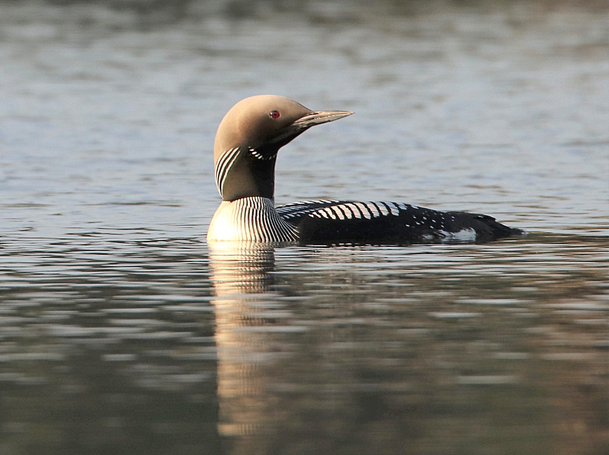Valokuvaaja: Irja Lehtinen