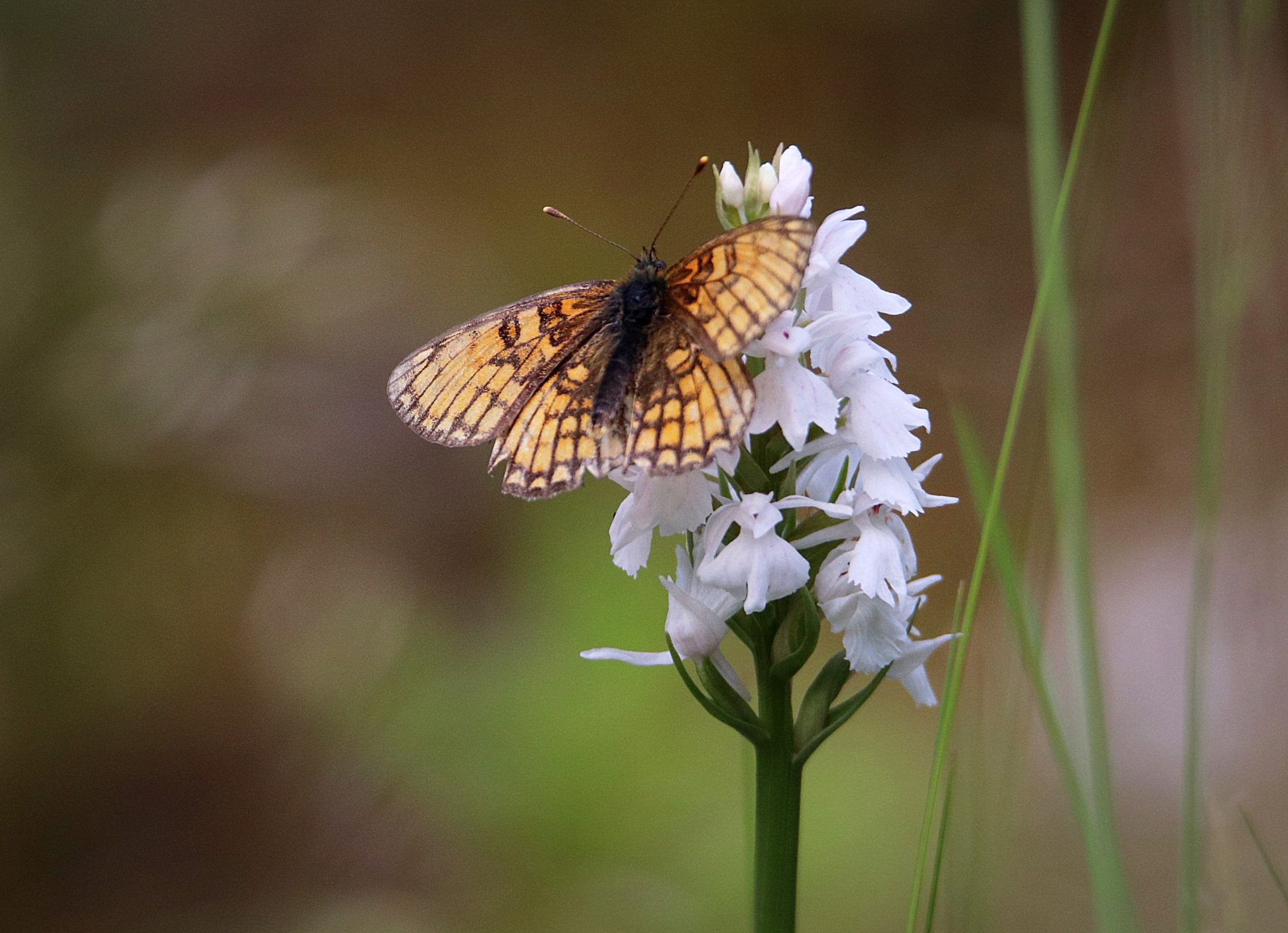 Valokuvaaja: Irja Lehtinen