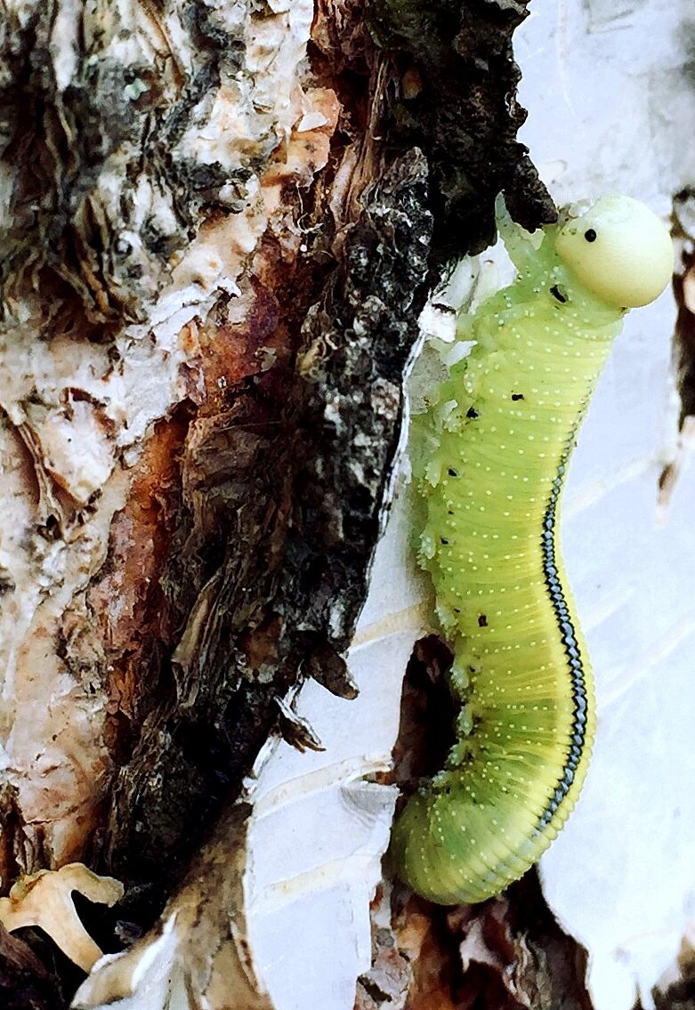 Valokuvaaja: Riitta Mäkelä Valokuvaaja: Riitta Mäkelä