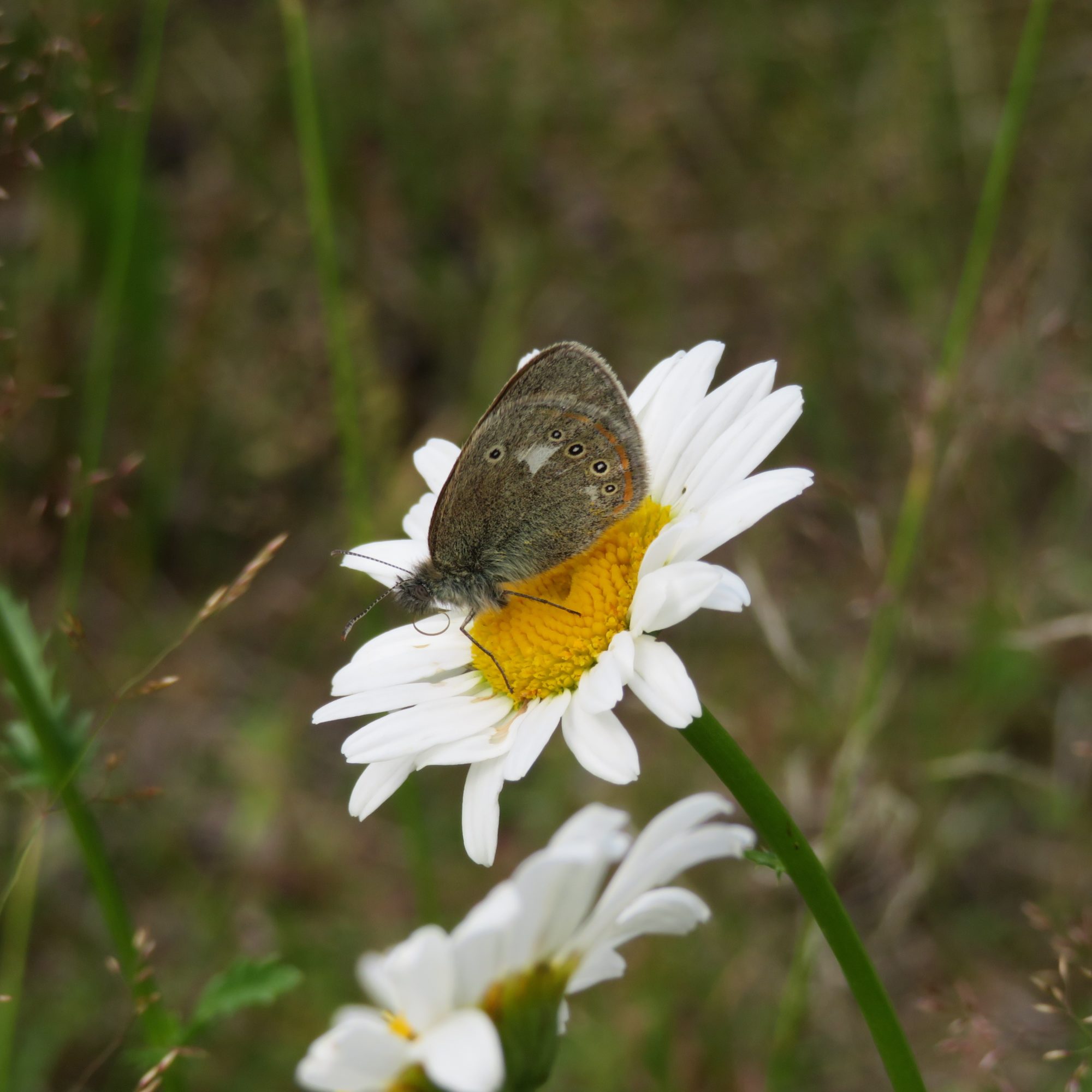Valokuvaaja: Mari Ahtola