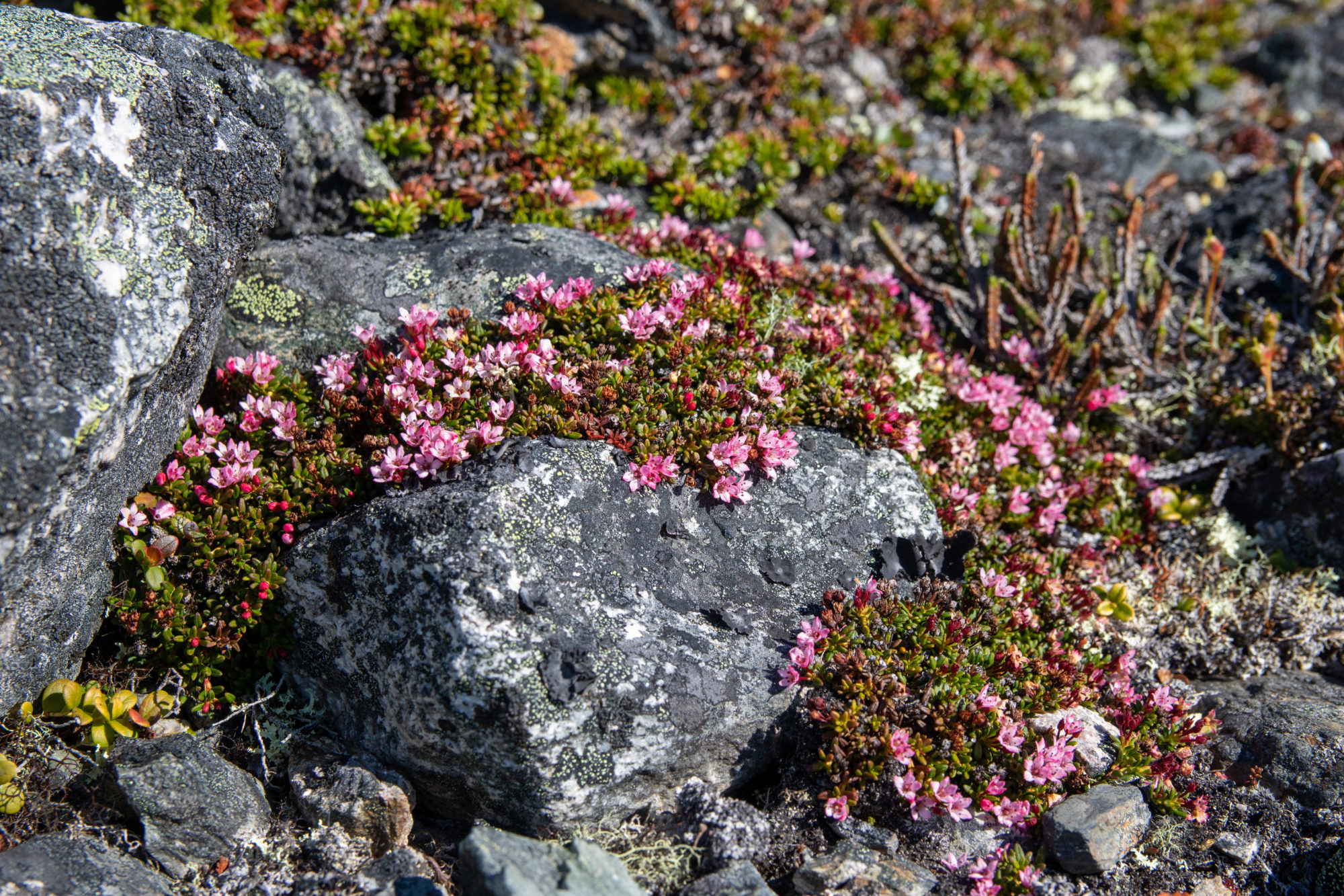 Valokuvaaja: Katri Niskanen Valokuvaaja: Katri Niskanen