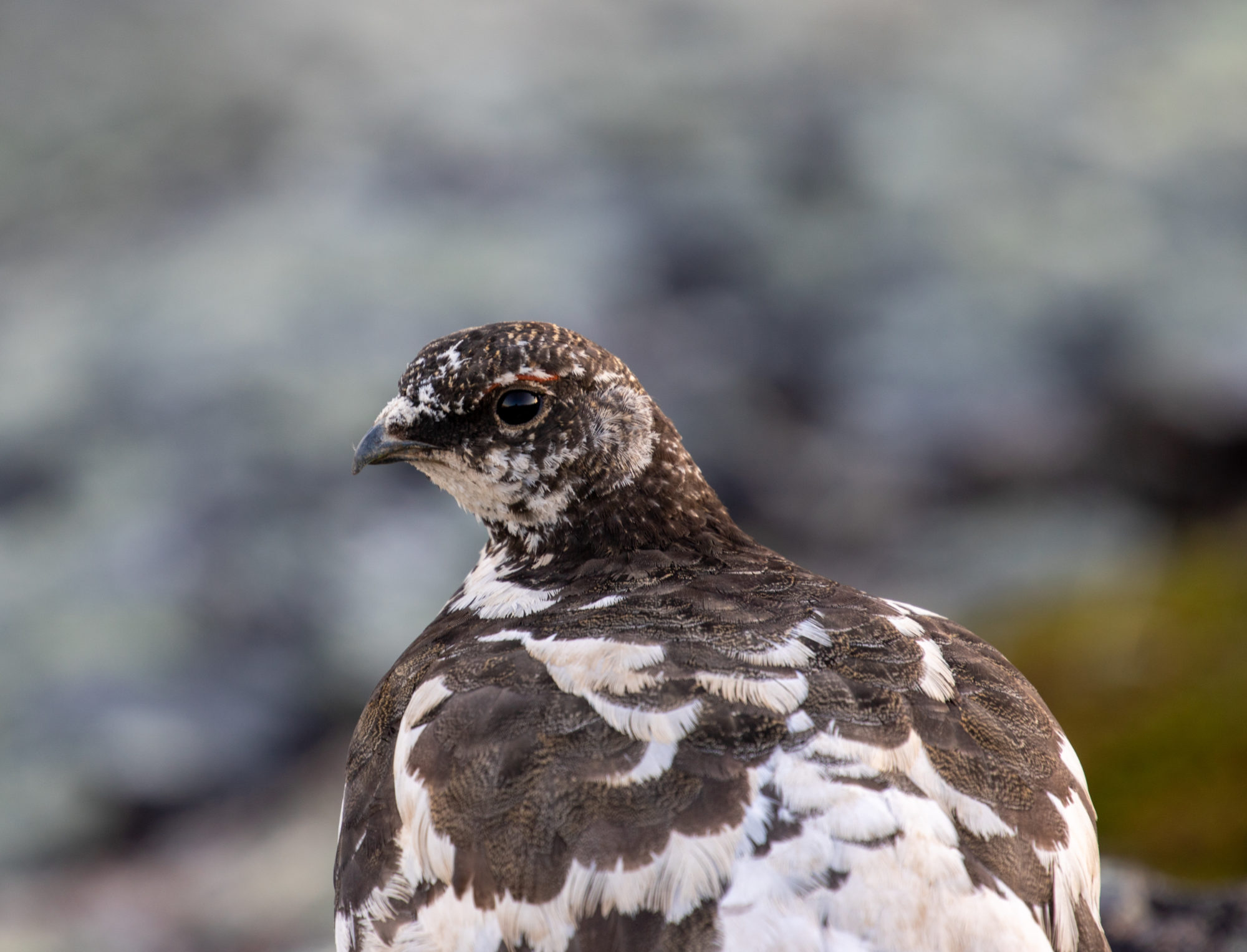 Valokuvaaja: Katri Niskanen