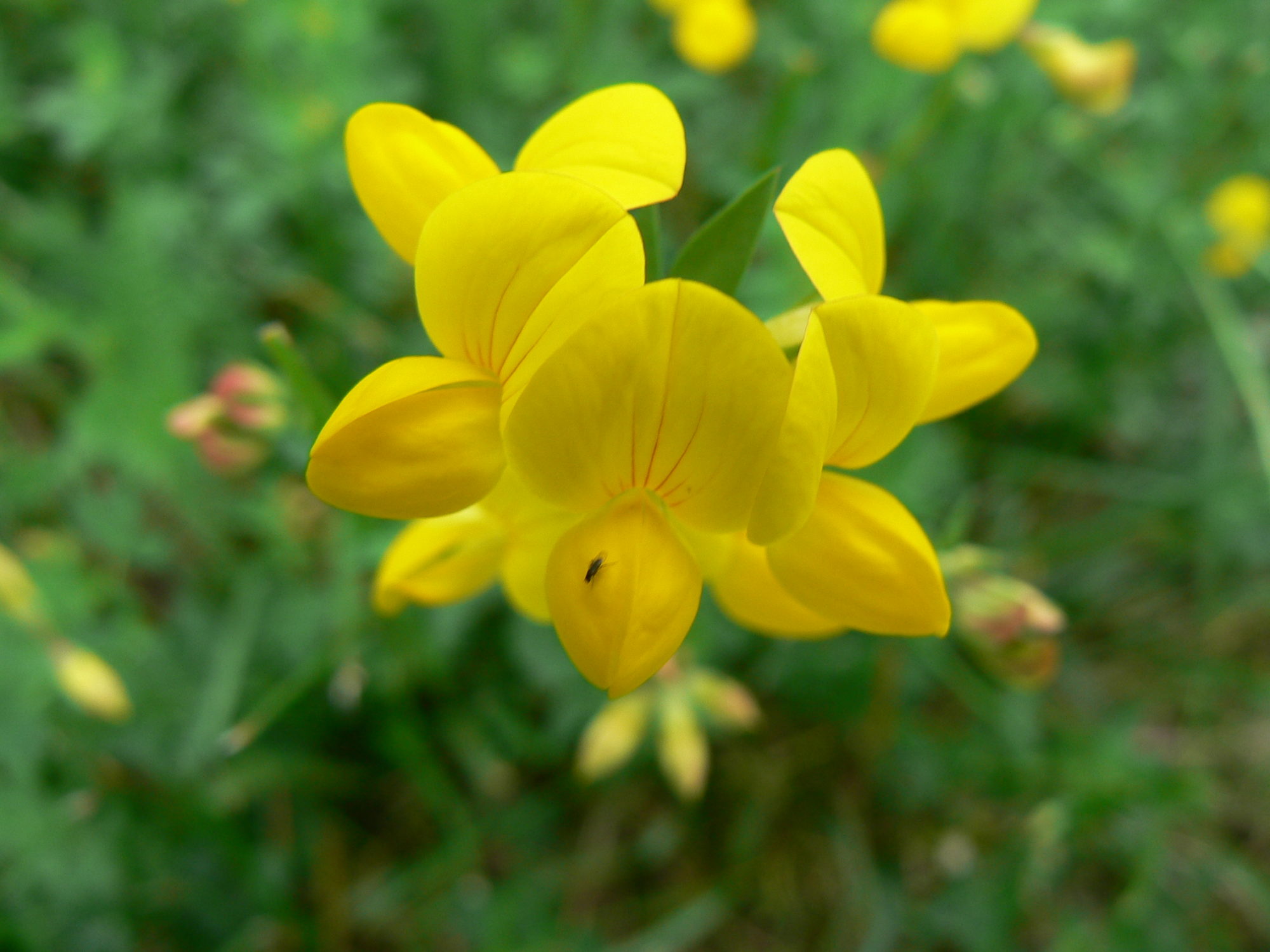 Valokuvaaja: Pekka Heino