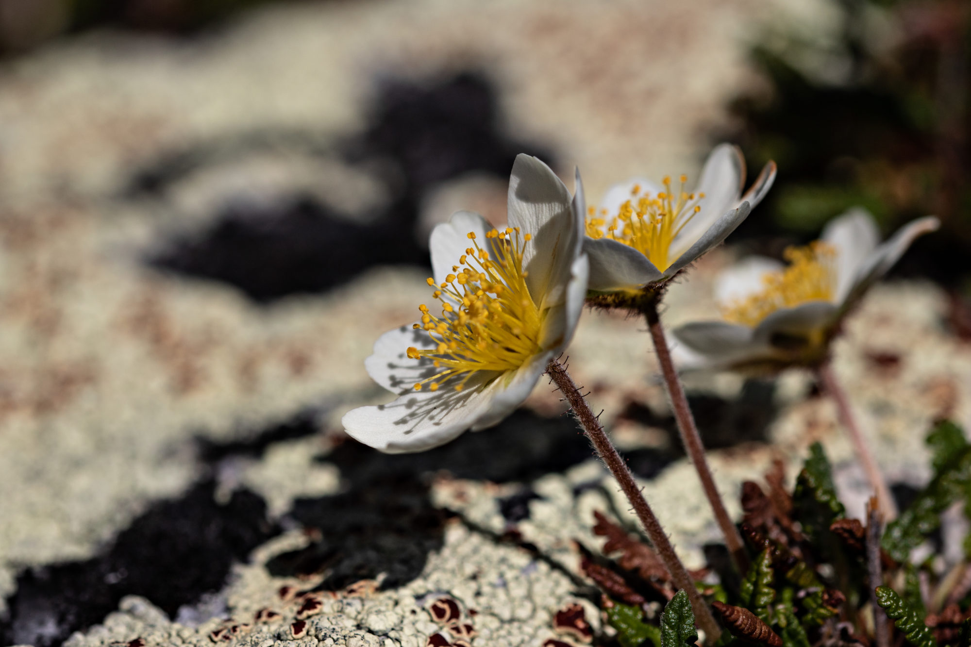 Valokuvaaja: Katri Niskanen