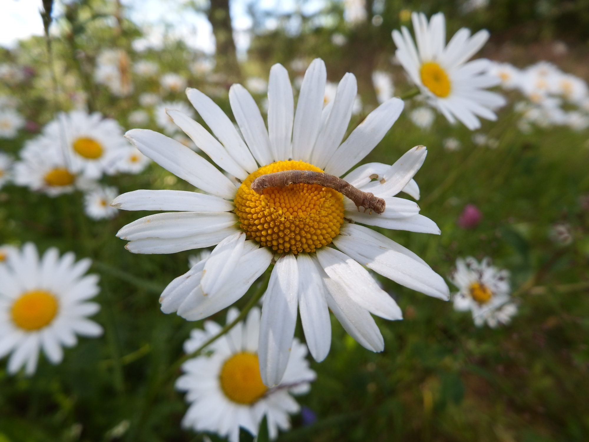 Valokuvaaja: Toni Asikainen Valokuvaaja: Toni Asikainen