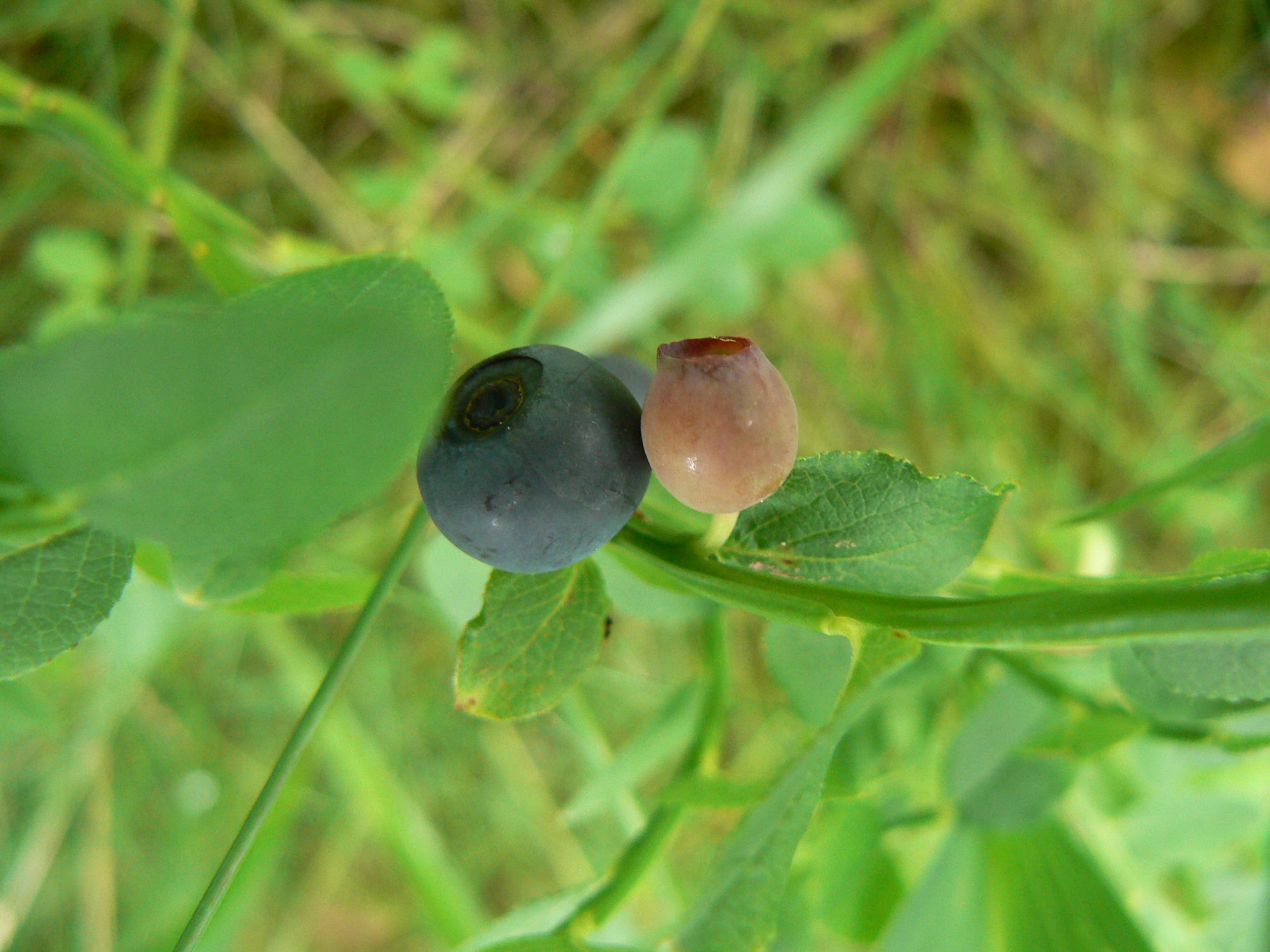 Valokuvaaja: Pekka Heino Valokuvaaja: Pekka Heino