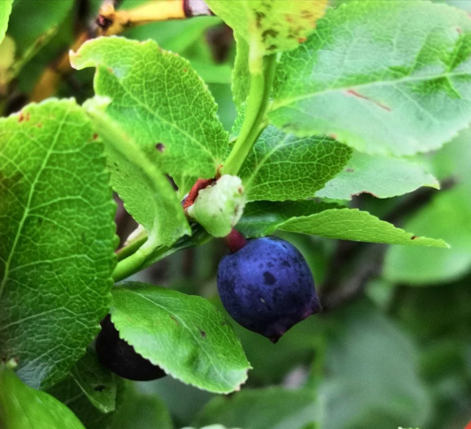 Valokuvaaja: Mari Ahtola