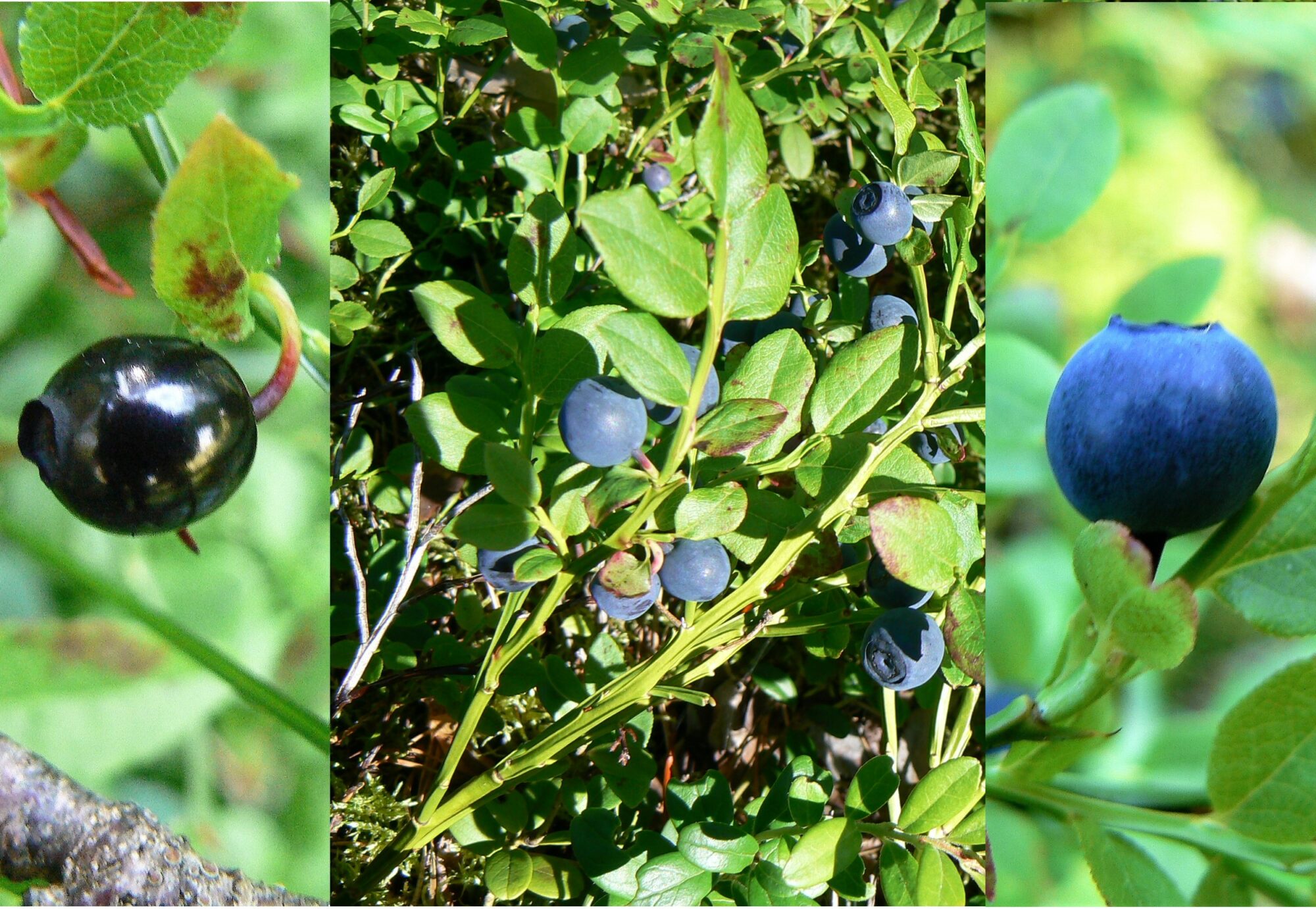 Valokuvaaja: Pekka Heino Valokuvaaja: Pekka Heino