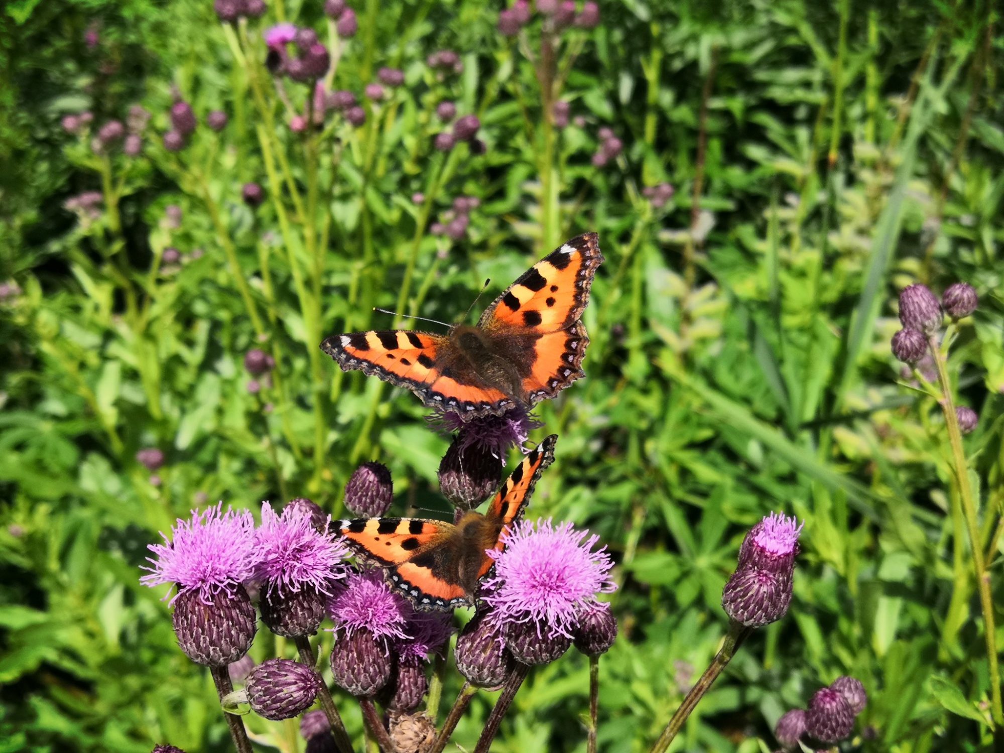 Valokuvaaja: Mari Ahtola