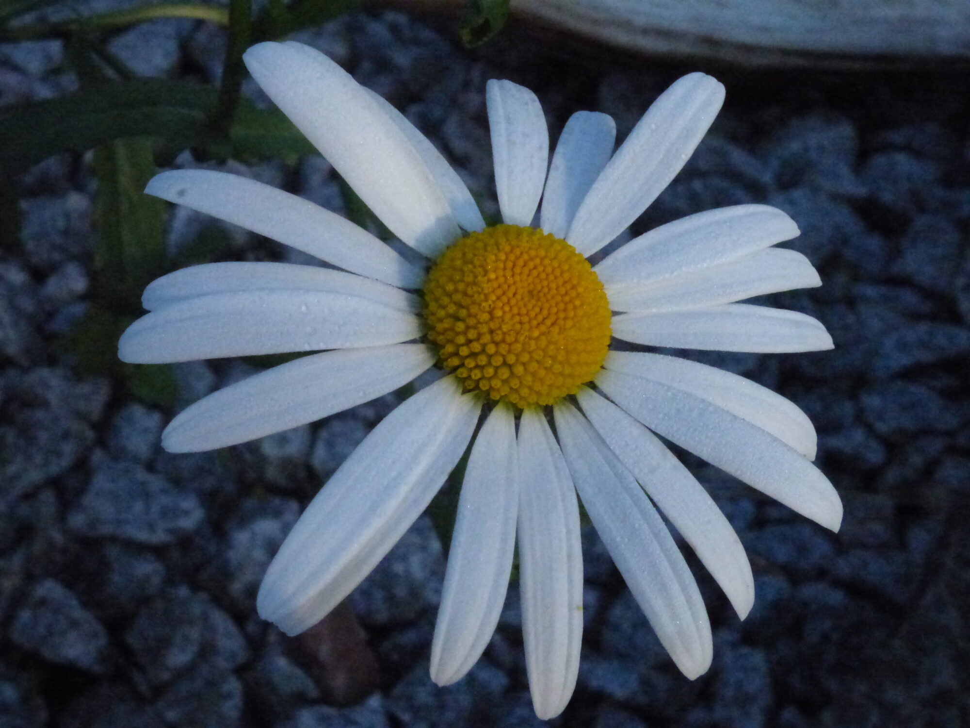 Valokuvaaja: Hannu Rissanen