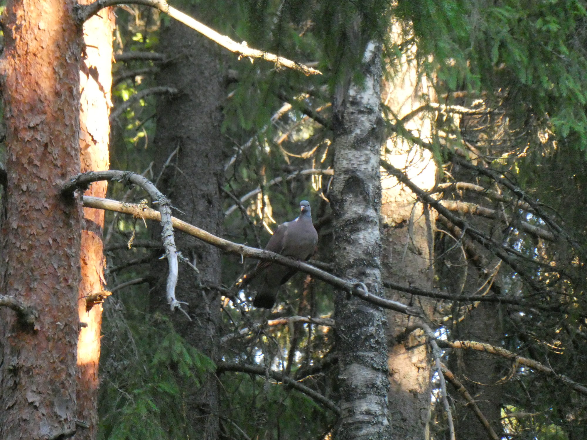 Valokuvaaja: Niina K