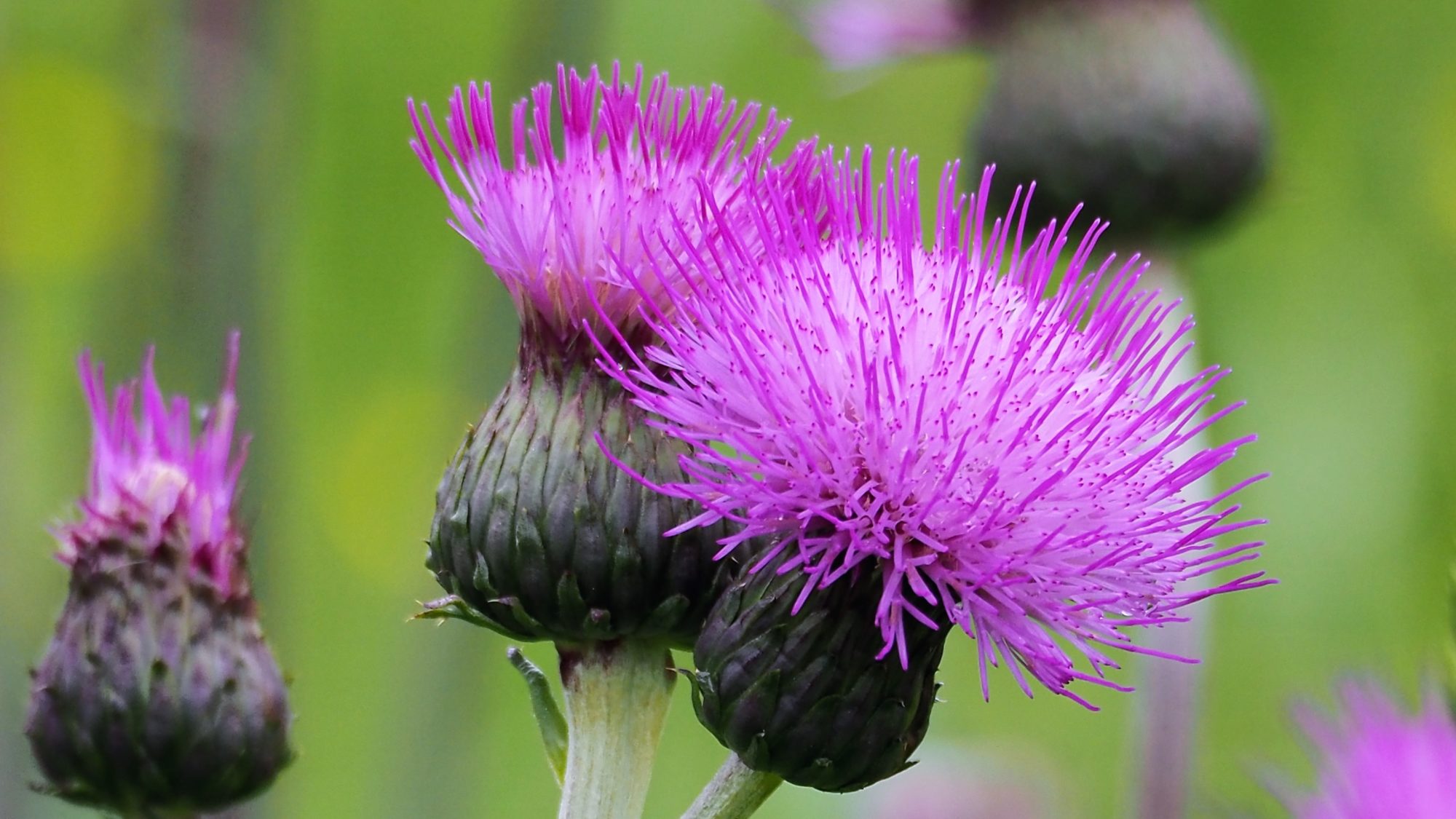 Valokuvaaja: Martti Valtonen