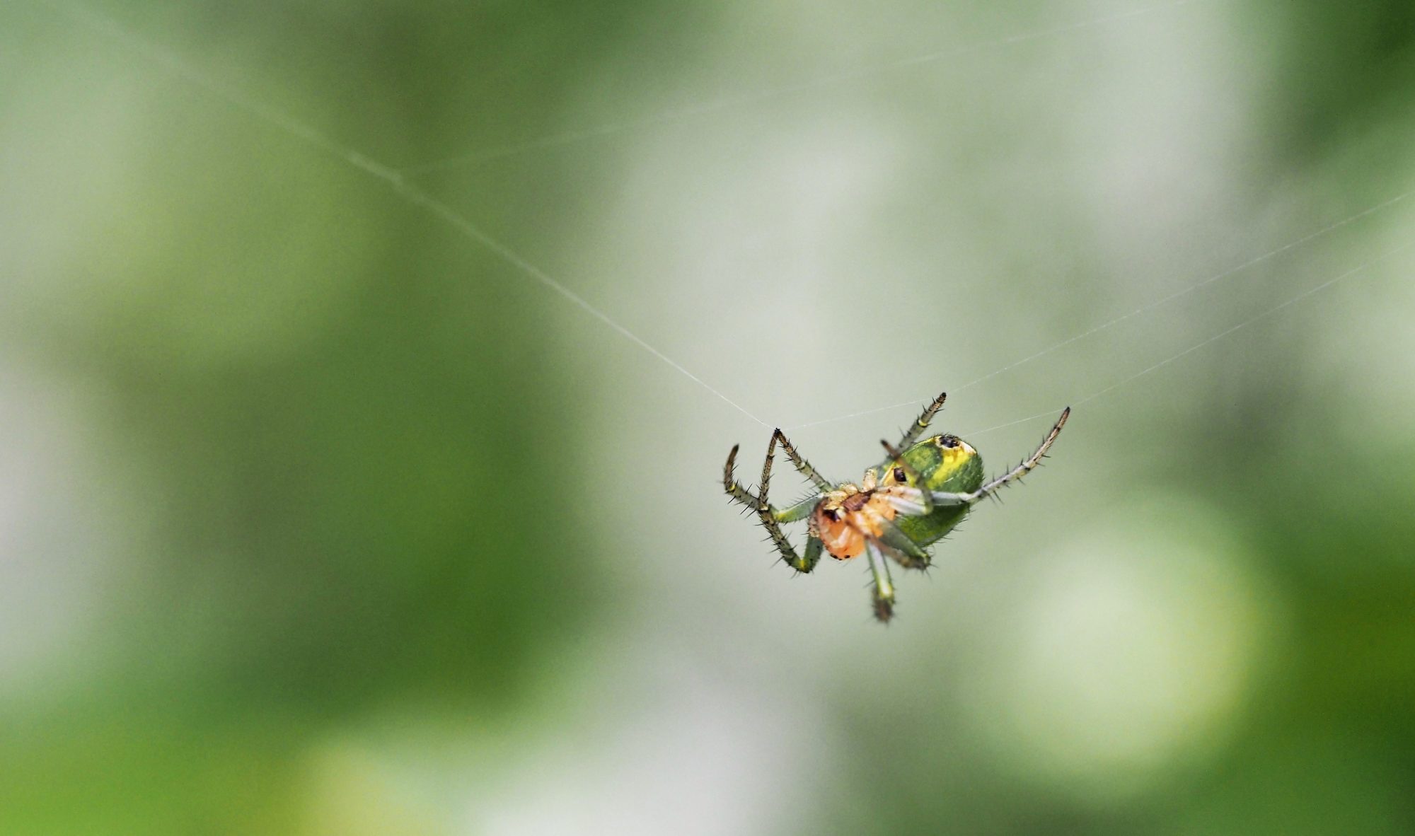 Valokuvaaja: Arja Valtonen