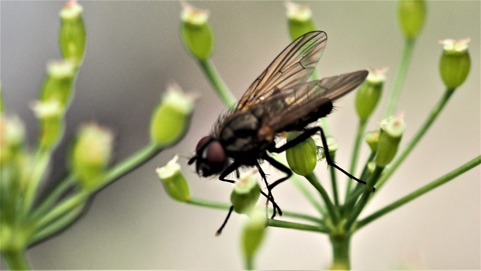 Valokuvaaja: Arja Valtonen