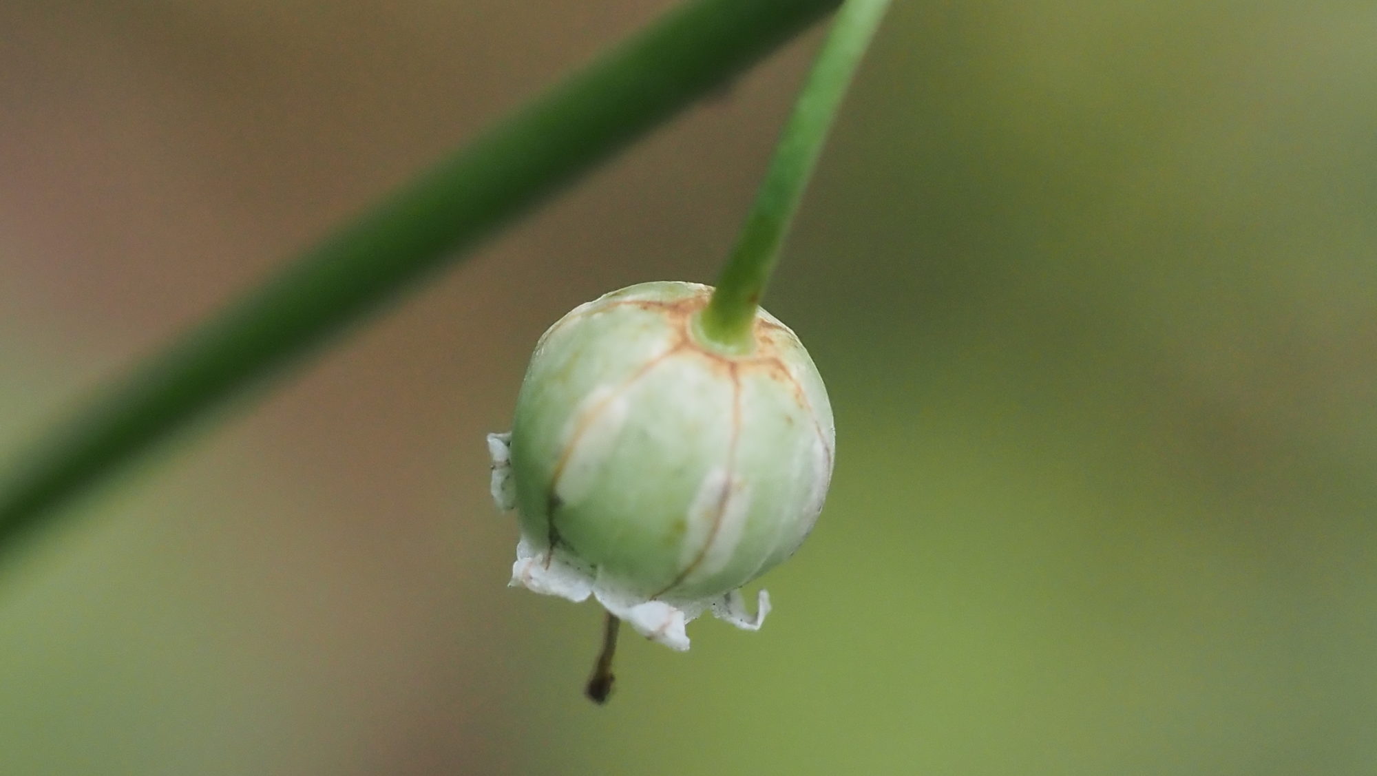 Valokuvaaja: Arja Valtonen