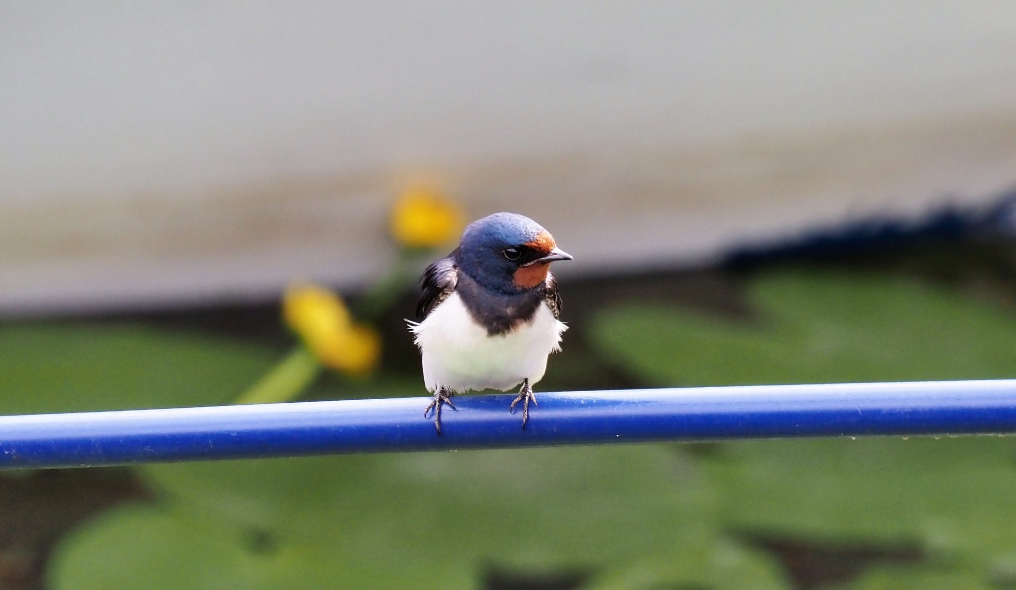 Valokuvaaja: Arja Valtonen